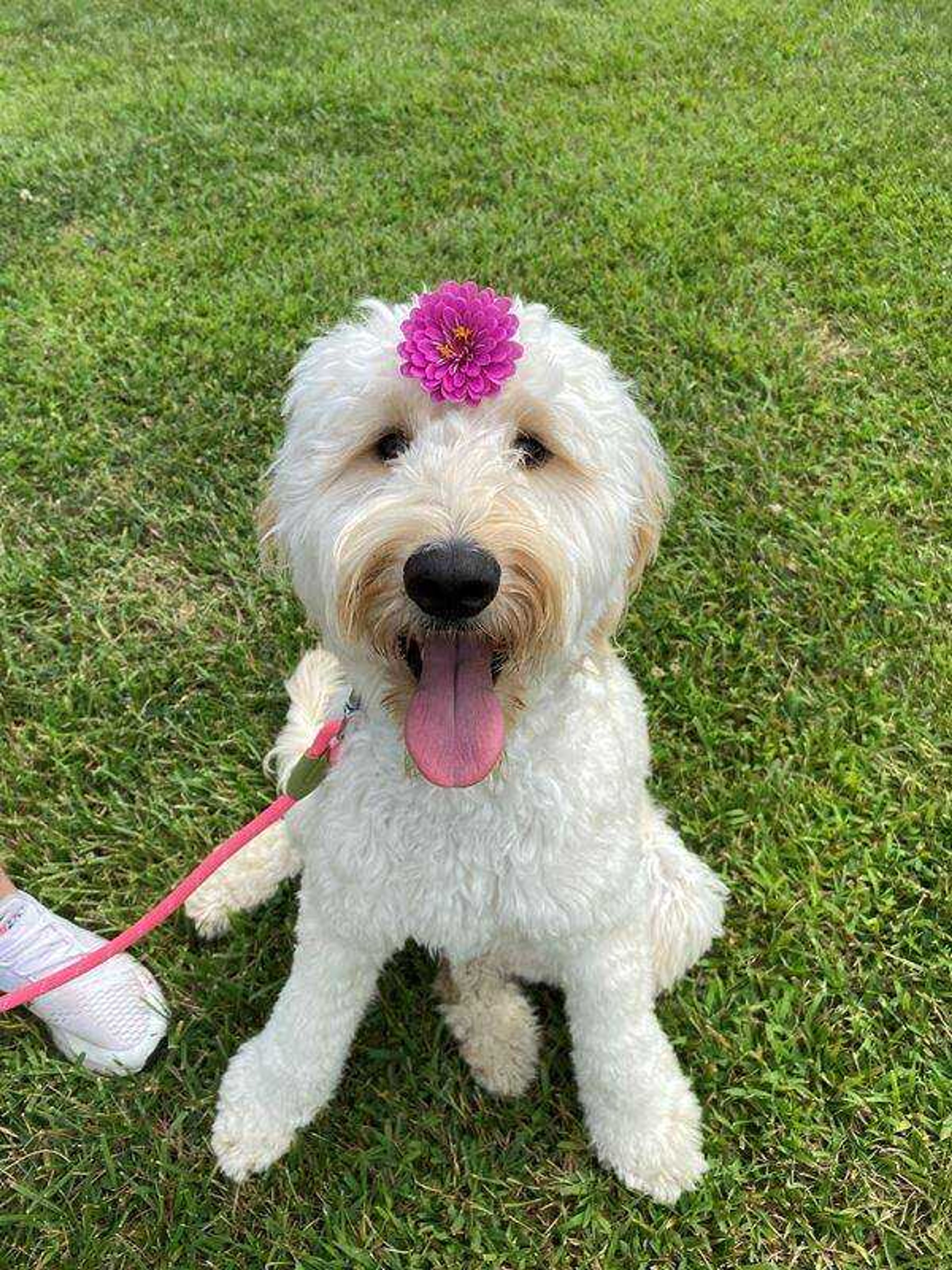 Professional Flower Sniffer - Indy loves to go on walks and smell ALL the flowers!!!