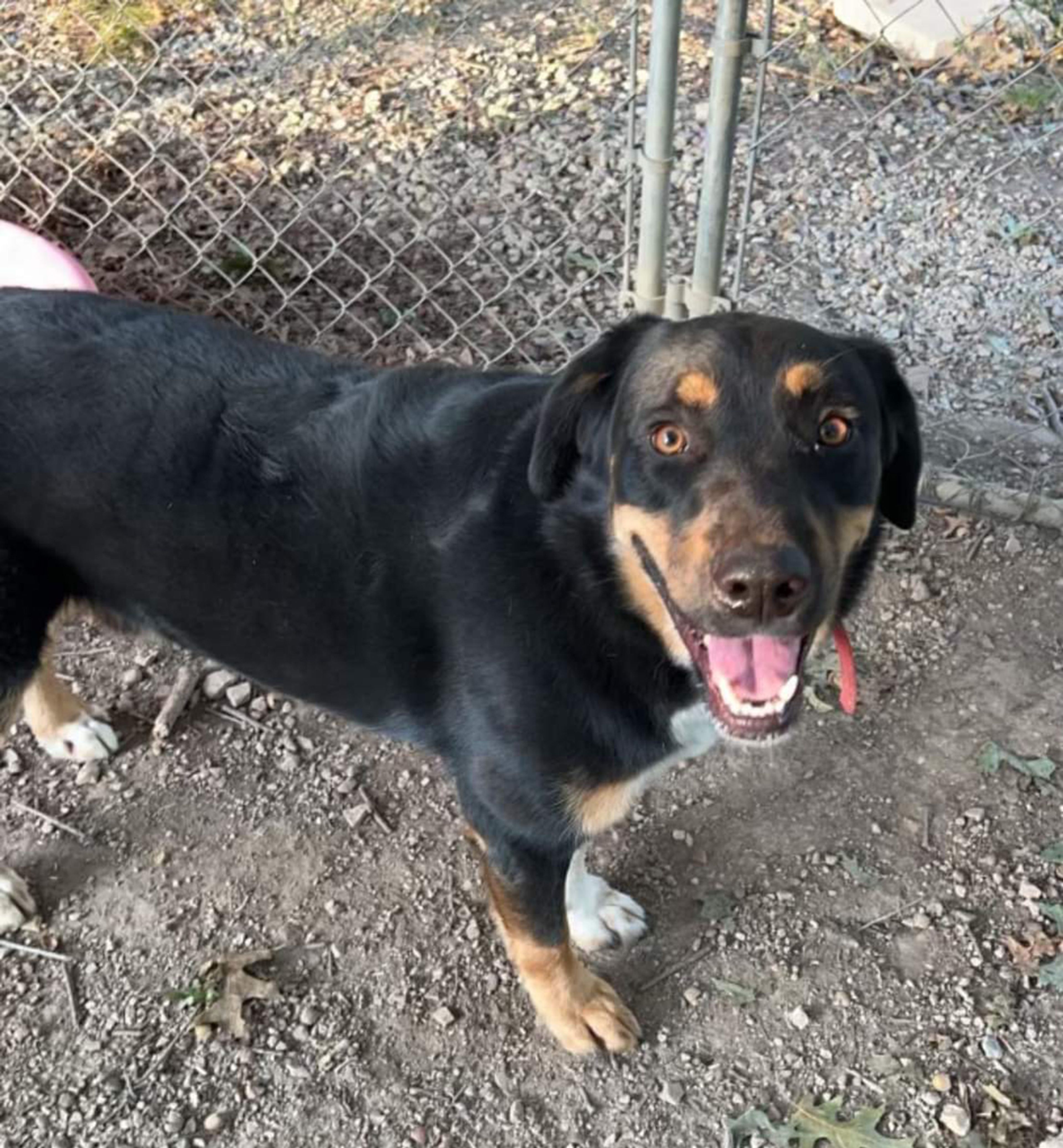 Dodger is a 2-years-old male who needs a farm life. He loves to run and chase squirrels away all day long and would be happiest on a farm. He doesn't mind other dogs his own size but prefers females, and doesn't like cats or small dogs. He also prefers to be outside most of the time. If you have room in your heart and home for Dodger or any other pet, visit us at 359 Cree Lane near Jackson any weekday or weekend from 8 a.m. to noon. Visitors are always welcome to play with our pets.