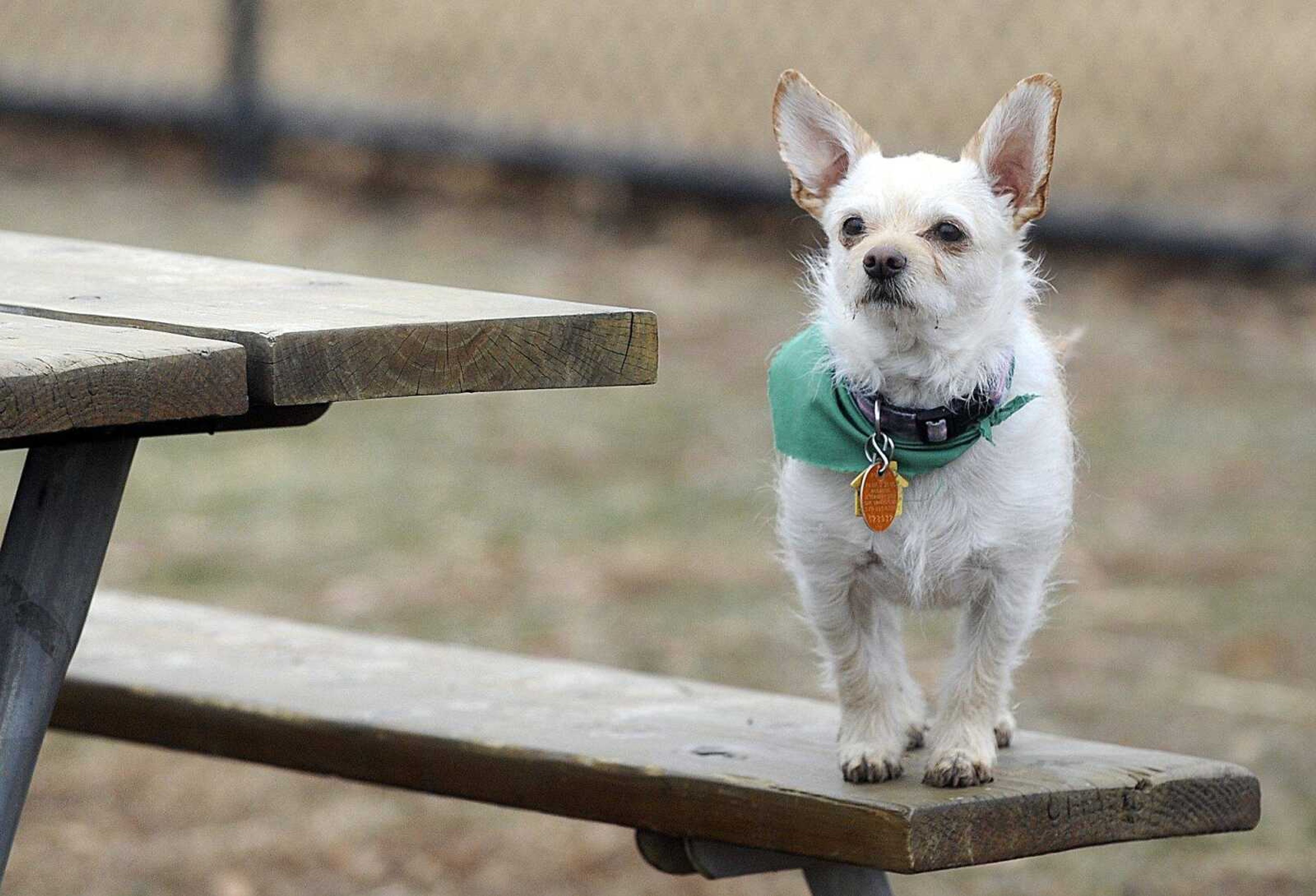 A dog scopes out the action at the dog park inside Kiwanis Park in Cape Girardeau. (lsimon@semissourian.com)