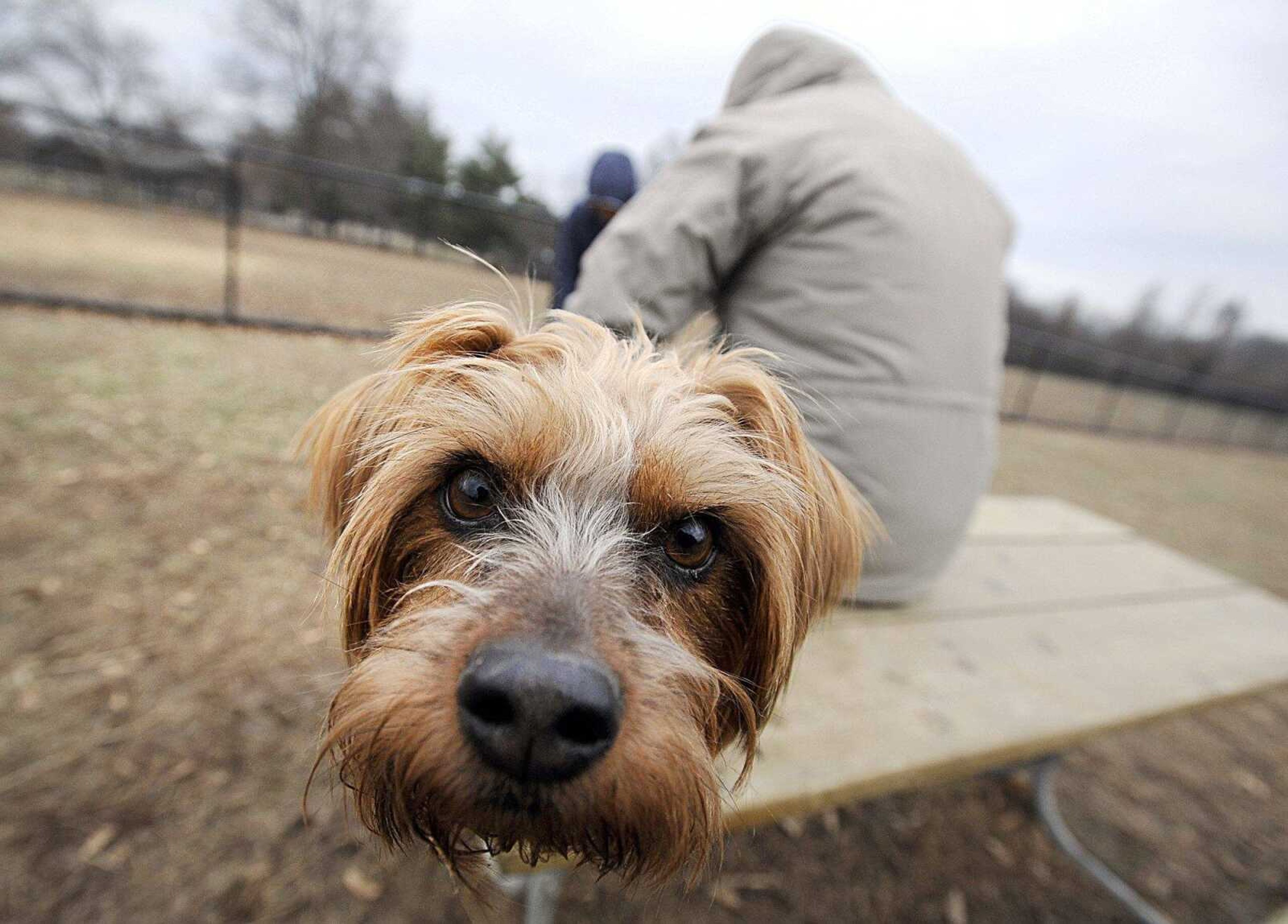 Charlie checks out the camera while playing at the dog park at Kiwanis Park in Cape Girardeau on Jan. 14. (Laura Simon)