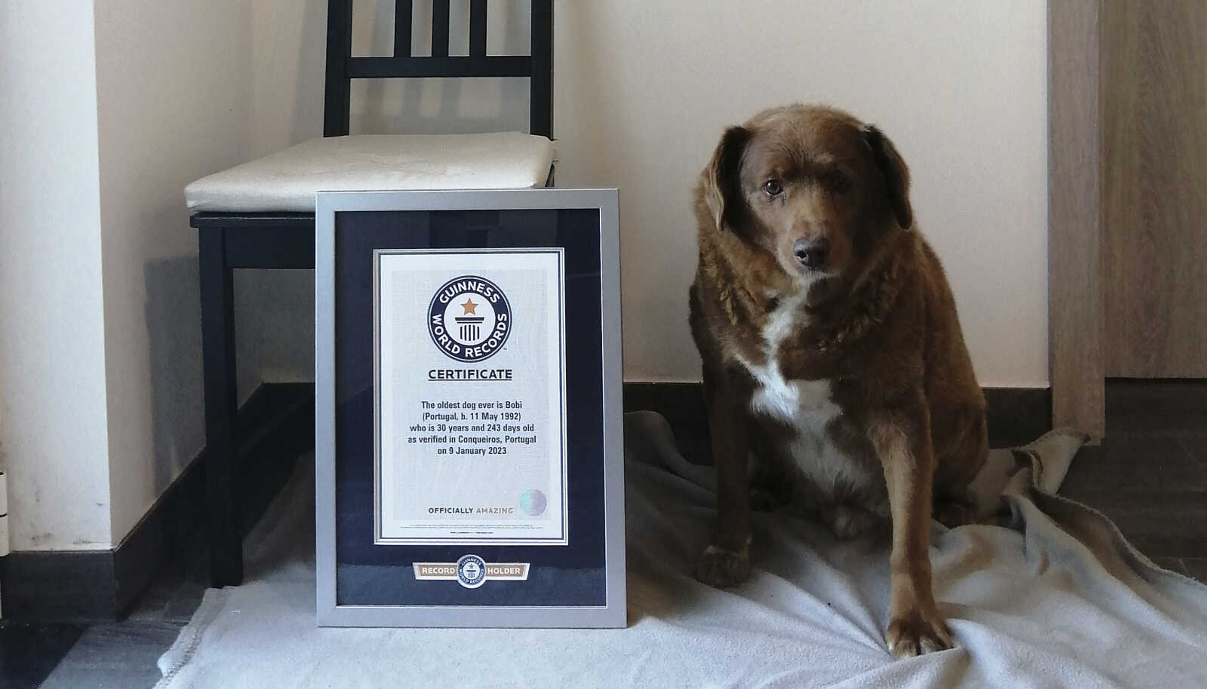 Bobi in Conqueiros, Portugal. Guinness World Records says the world's oldest dog recently celebrated his 31st birthday. Bobi's owner says a party was held Saturday for the purebred Rafeiro do Alentejo, a breed of Portuguese dog.