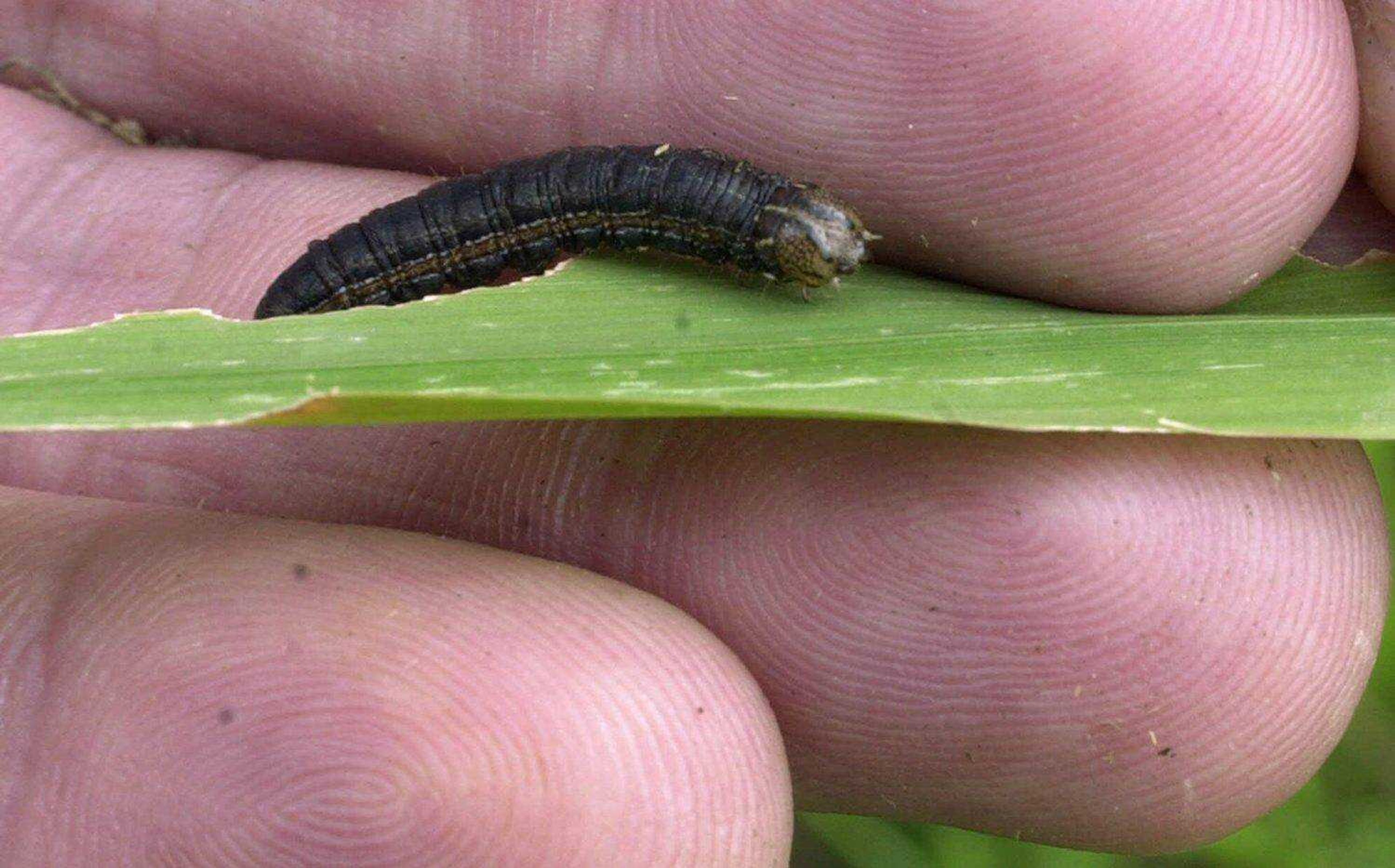 An armyworm crawls on the hand of Cornell Cooperative Extension livestock specialist Thomas Gallagher at a hay field in Bethlehem, N.Y., Friday, July 13, 2001. The voracious caterpillars have devoured fields across the Northeast and the Midwest this spring and summer in the biggest infestation in decades, and the second wave of the invasion is about to begin. (AP Photo/Tim Roske)