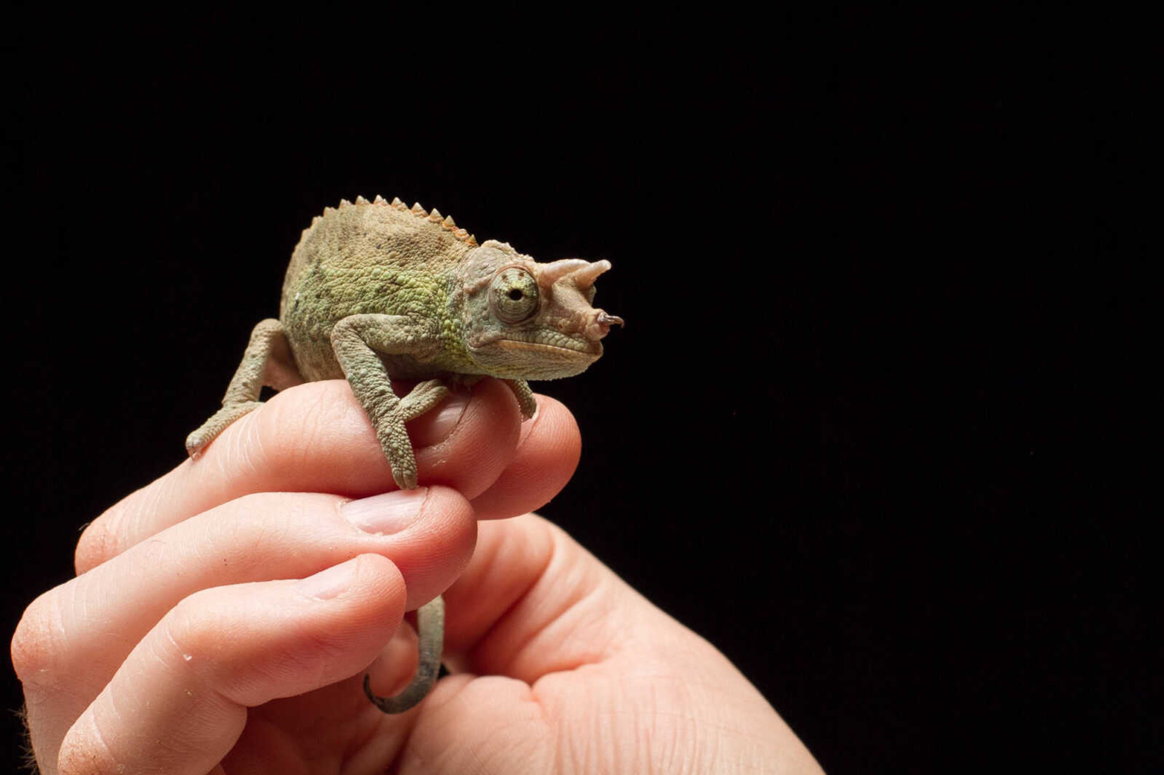 GLENN LANDBERG ~ glandberg@semissourian.com


Forrest, a male jackson's chameleon.