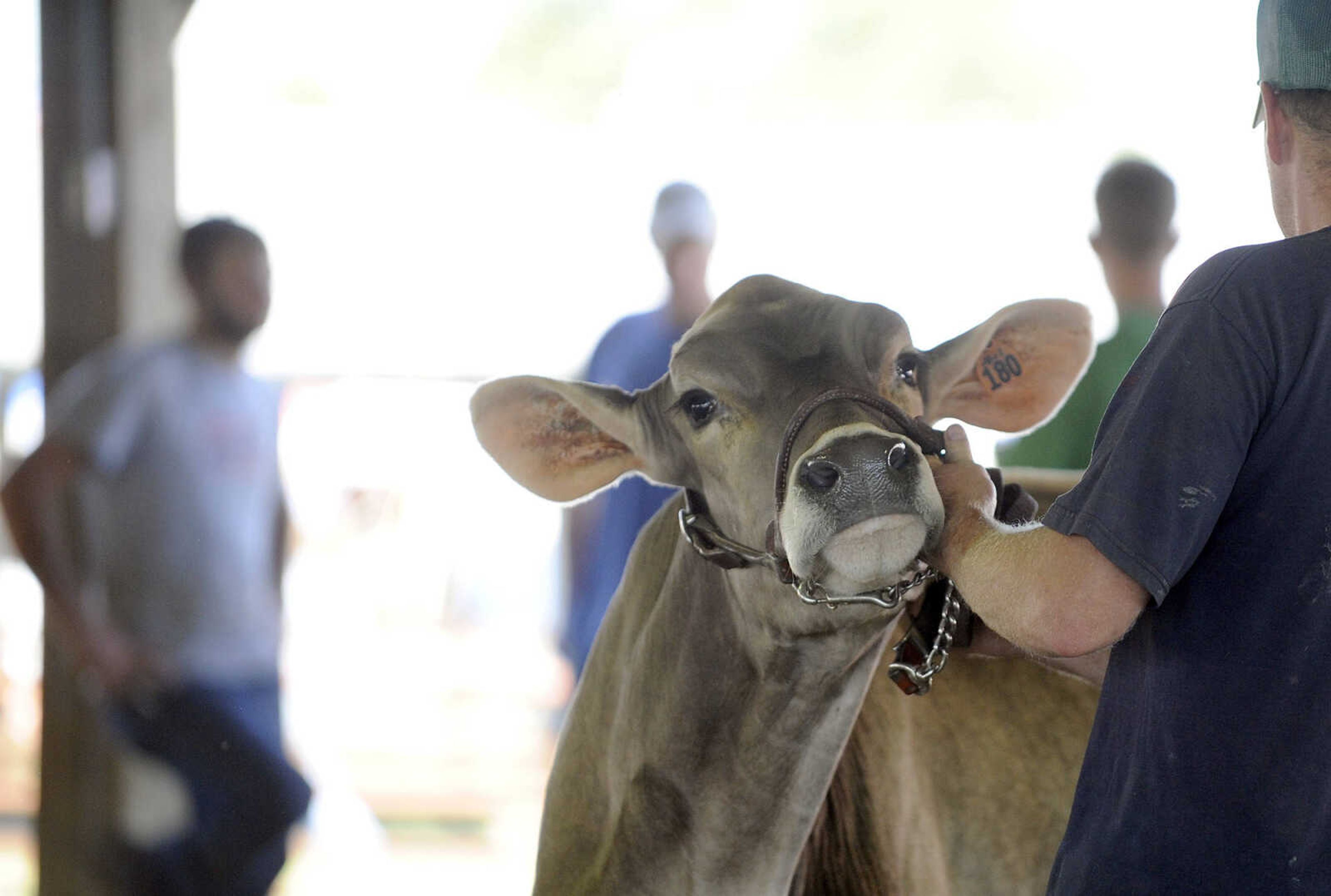 LAURA SIMON ~ lsimon@semissourian.com

The SEMO District Fair continues on Monday, Sept. 12, 2016, at Arena Park in Cape Girardeau.