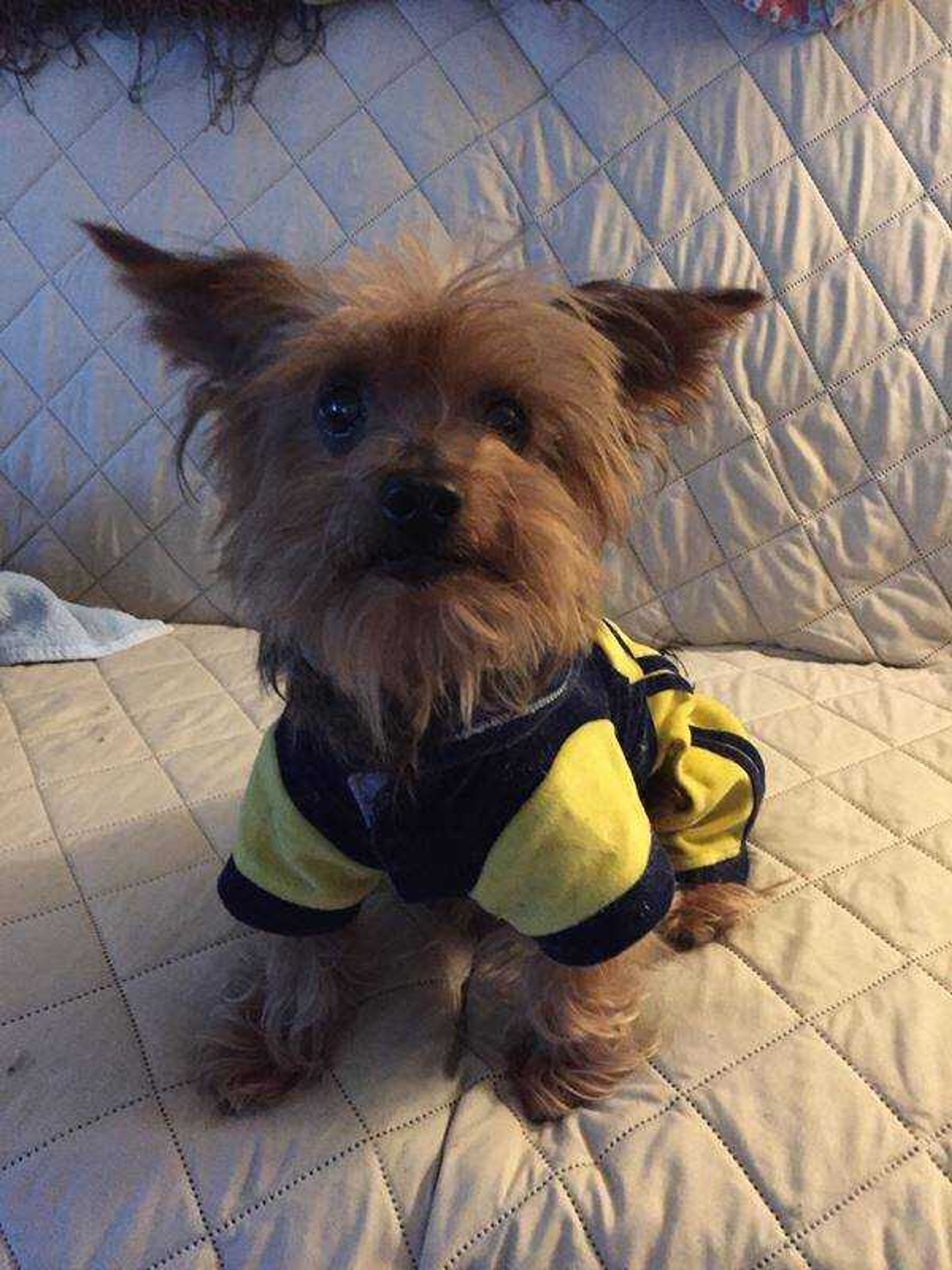 Sammy - A handsom Yorkie