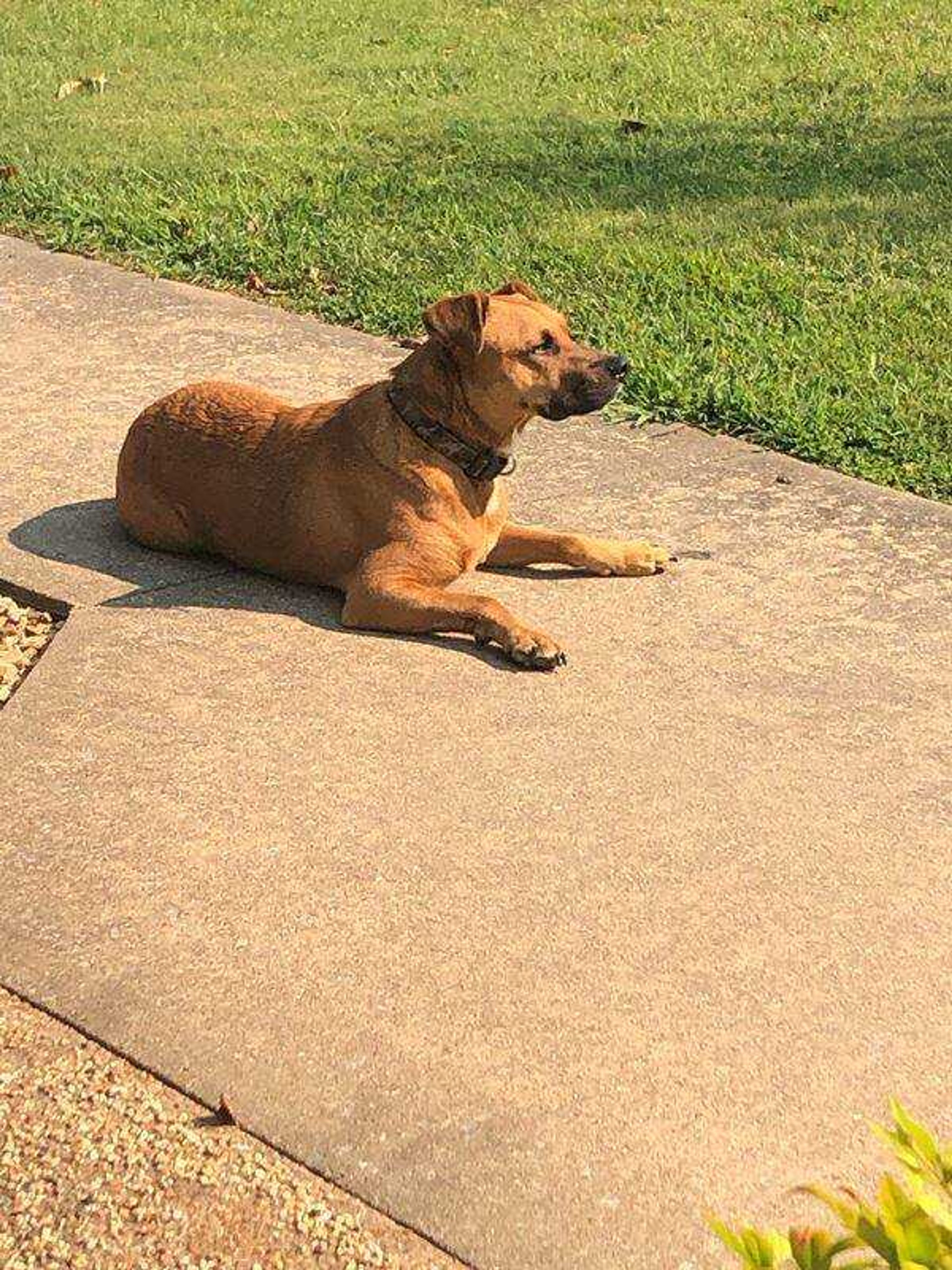 Ace - Hi my name is Ace I am a boxer lab mix and I love to sun bathe! My mom thinks I have the most beautiful eyes!