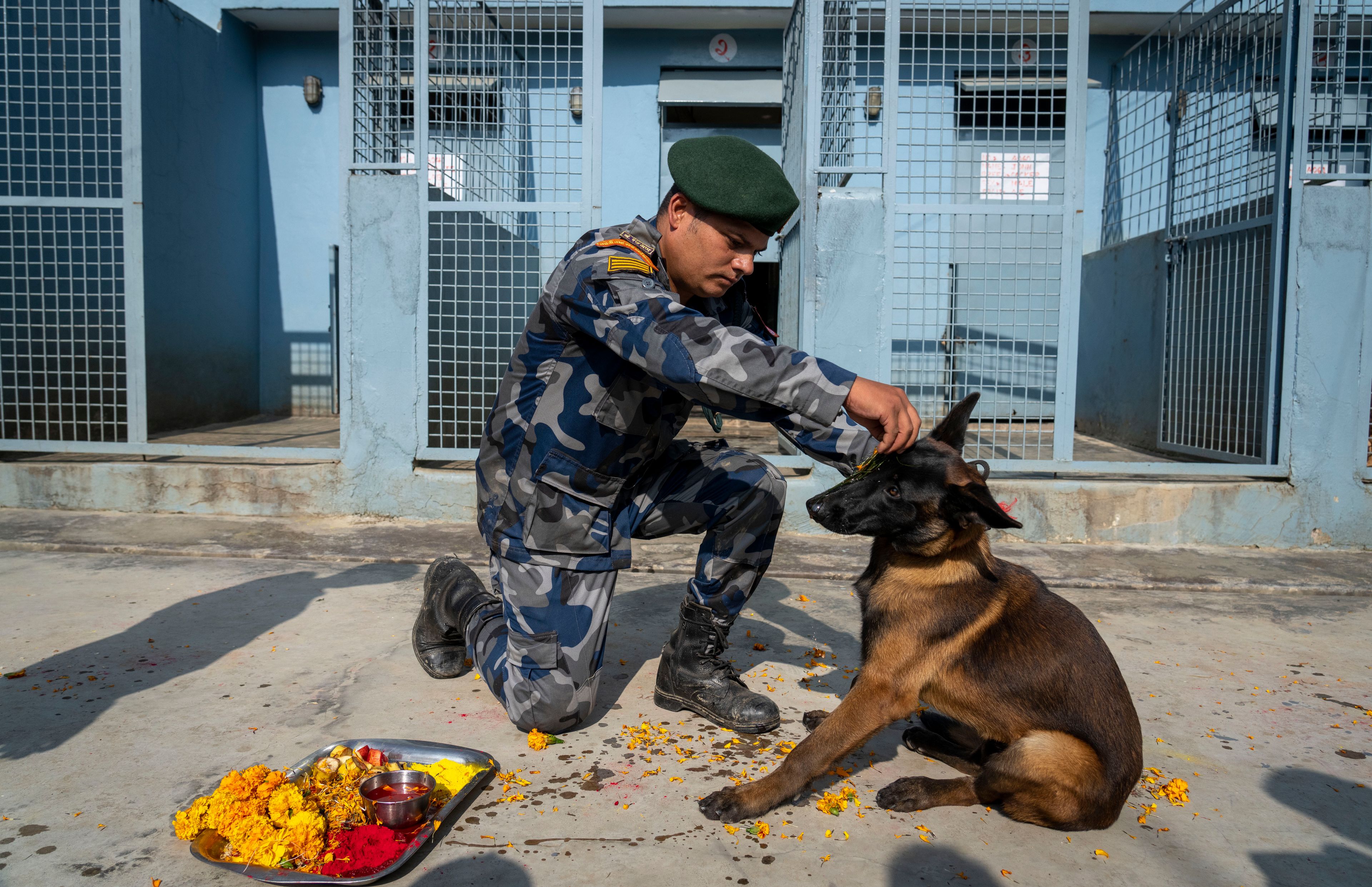 A Nepal's Armed Police Force personnel worships the dog at their kennel division during Kukkur Tihar festival in Kathmandu, Nepal, Thursday, Oct. 31, 2024. Every year, dogs are worshiped to acknowledge their role in providing security during the second day of five days long Hindu festival Tihar. (AP Photo/Niranjan Shrestha)