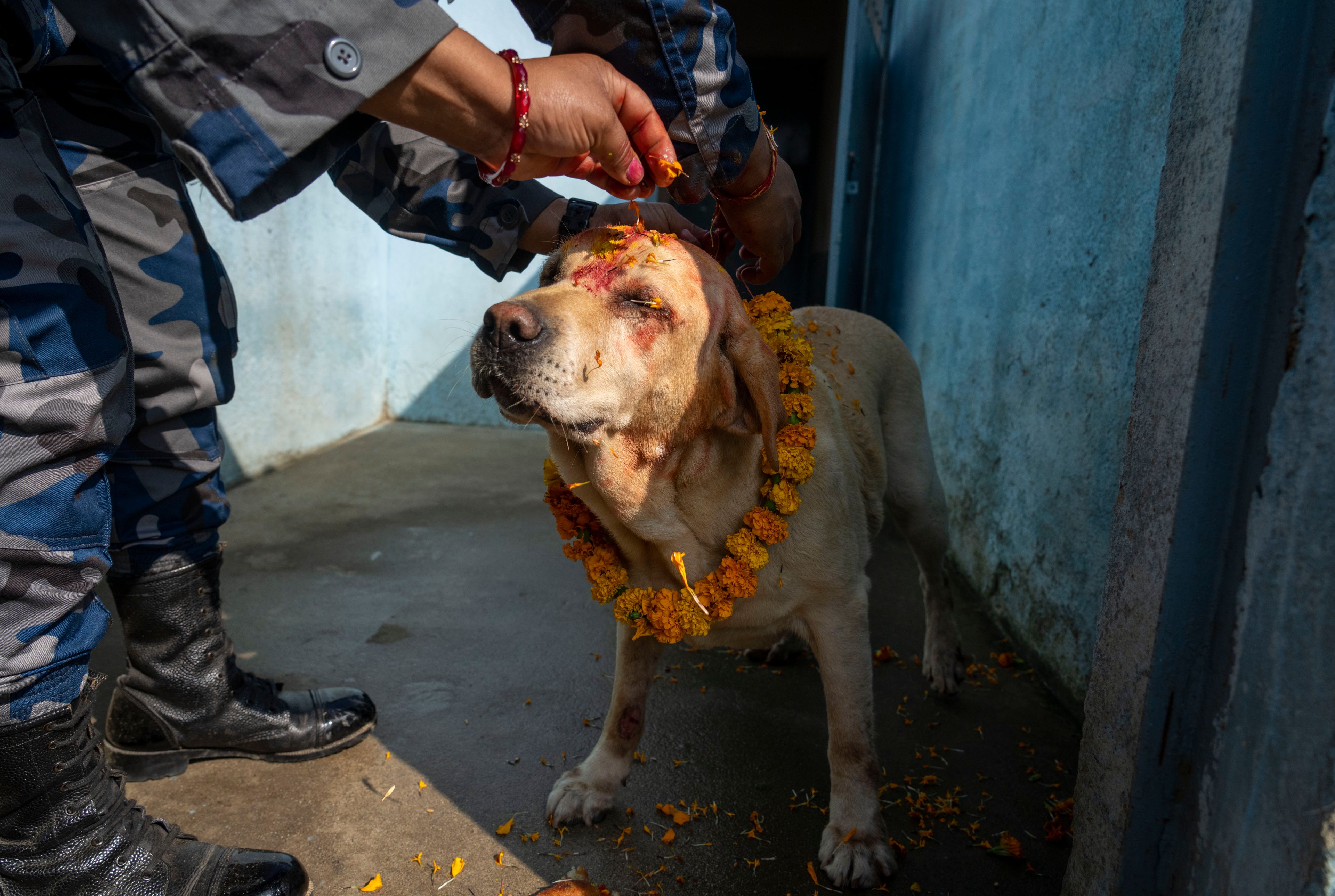 A Nepal's Armed Police Force member worships a dog at their kennel division during Kukkur Tihar festival in Kathmandu, Nepal, Thursday, Oct. 31, 2024. Every year, dogs are worshipped to acknowledge their role in providing security during the second day of five days long Hindu festival Tihar. (AP Photo/Niranjan Shrestha)