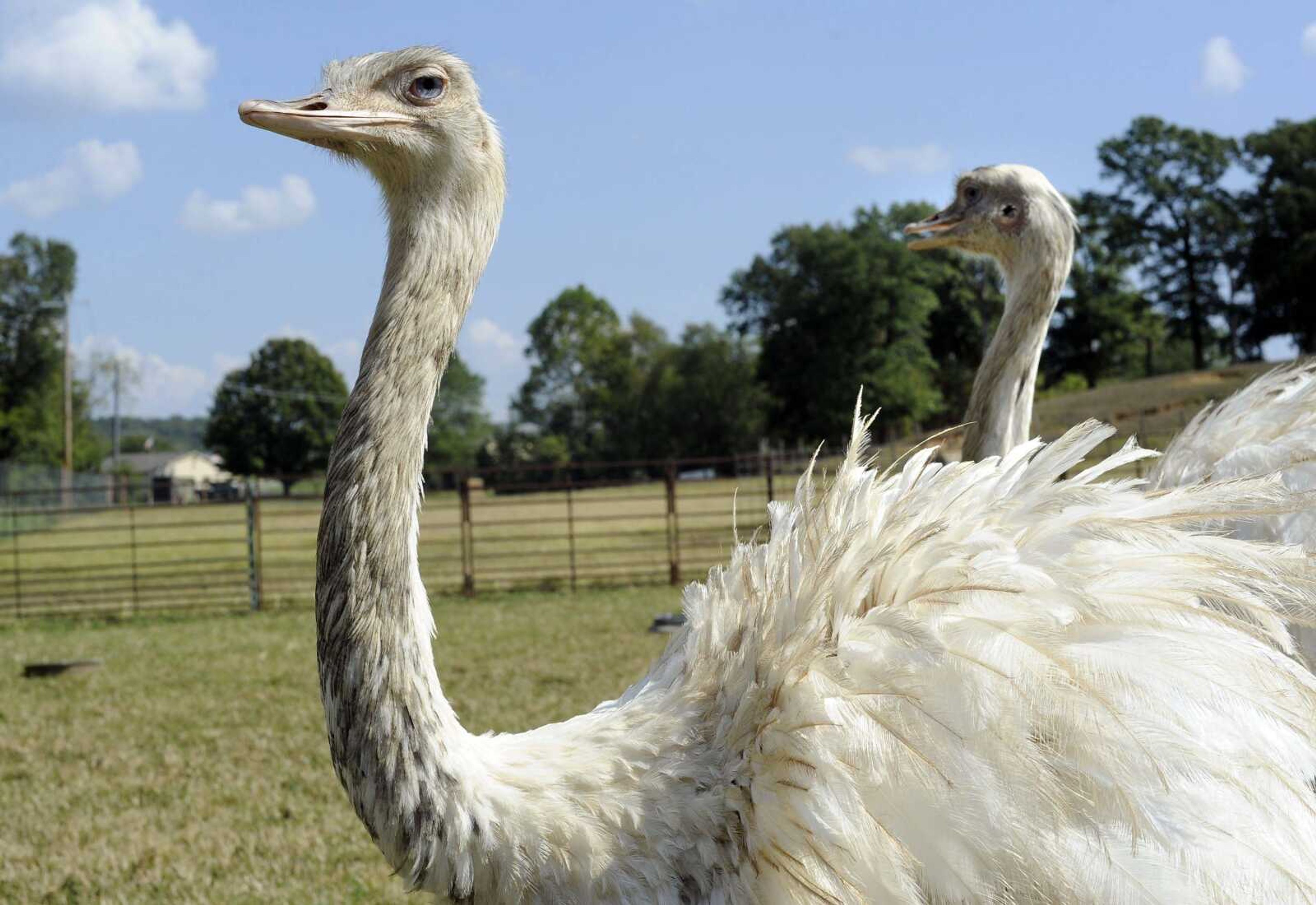 Emu are seen Saturday, Sept. 23, 2017 at Lazy L Safari Park in Cape Girardeau.