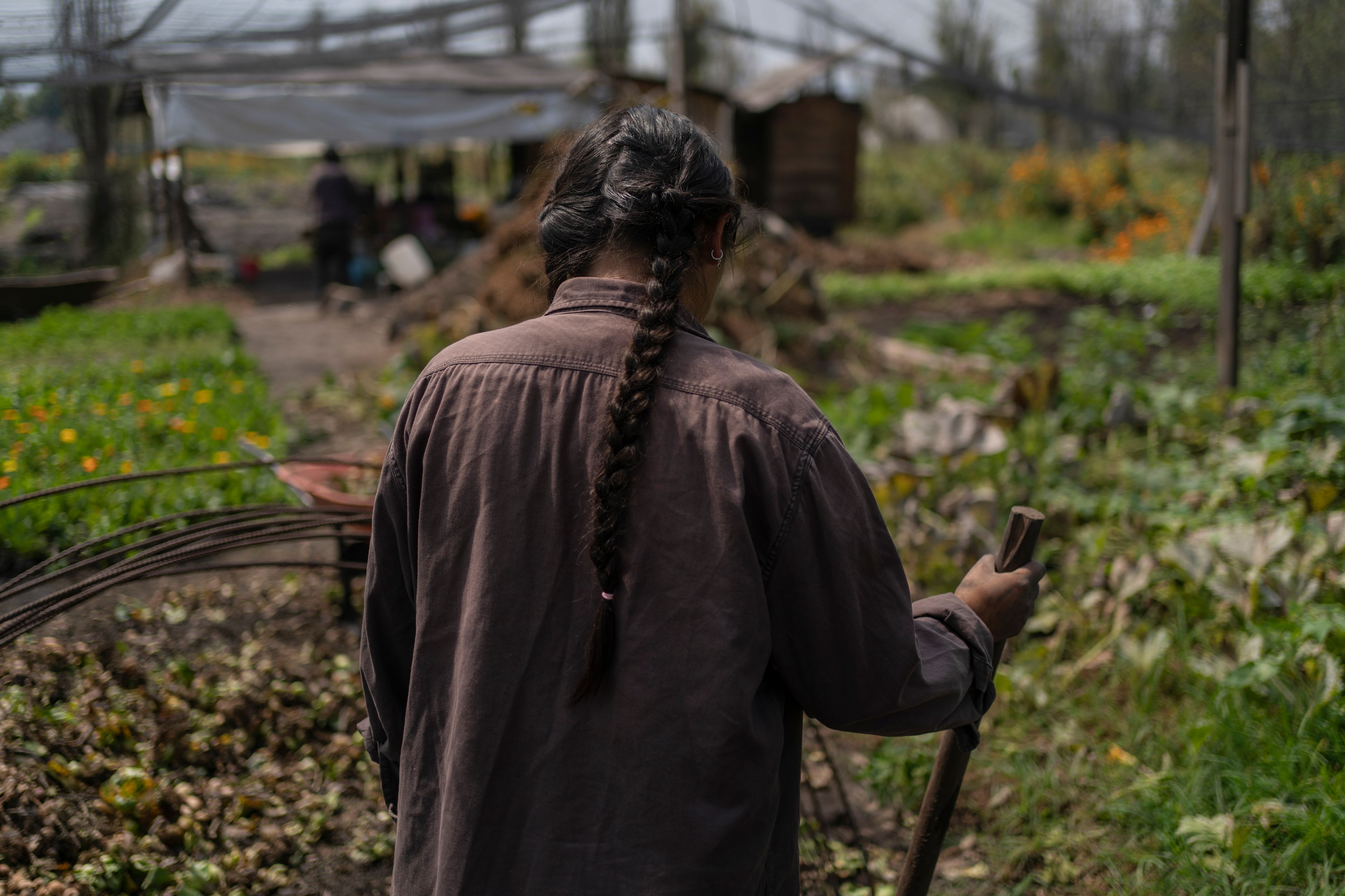 Cassandra Garduno works in her floating garden in the Xochimilco borough of Mexico City on Tuesday, Oct. 29, 2024. (AP Photo/Felix Marquez)