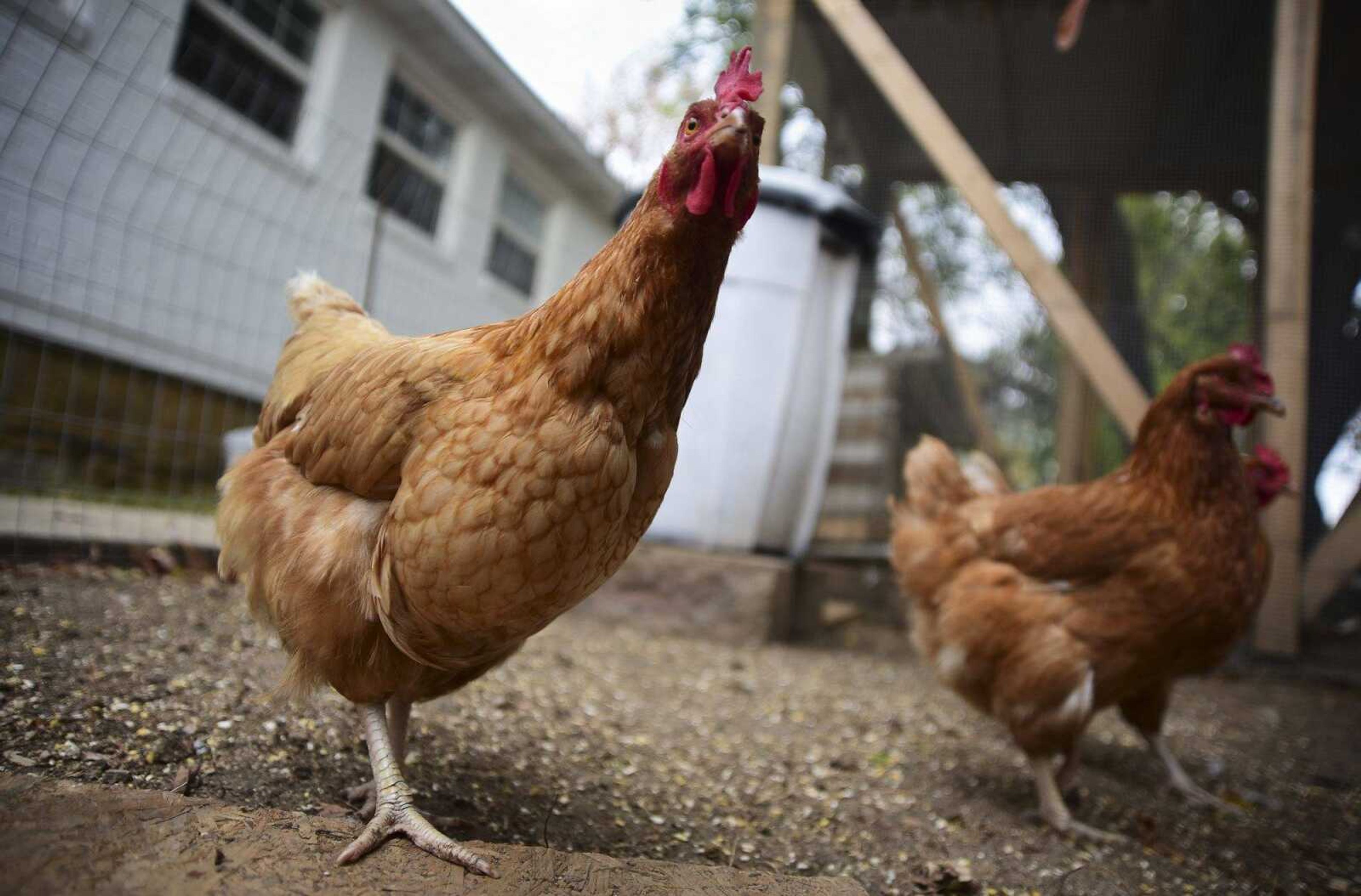 Andrew Bard's chickens roam around in their coop Nov. 18 in Cape Girardeau. Andrew Bard is petitioned to change the city ordinances that doesn't allow any resident to have chickens on their property.