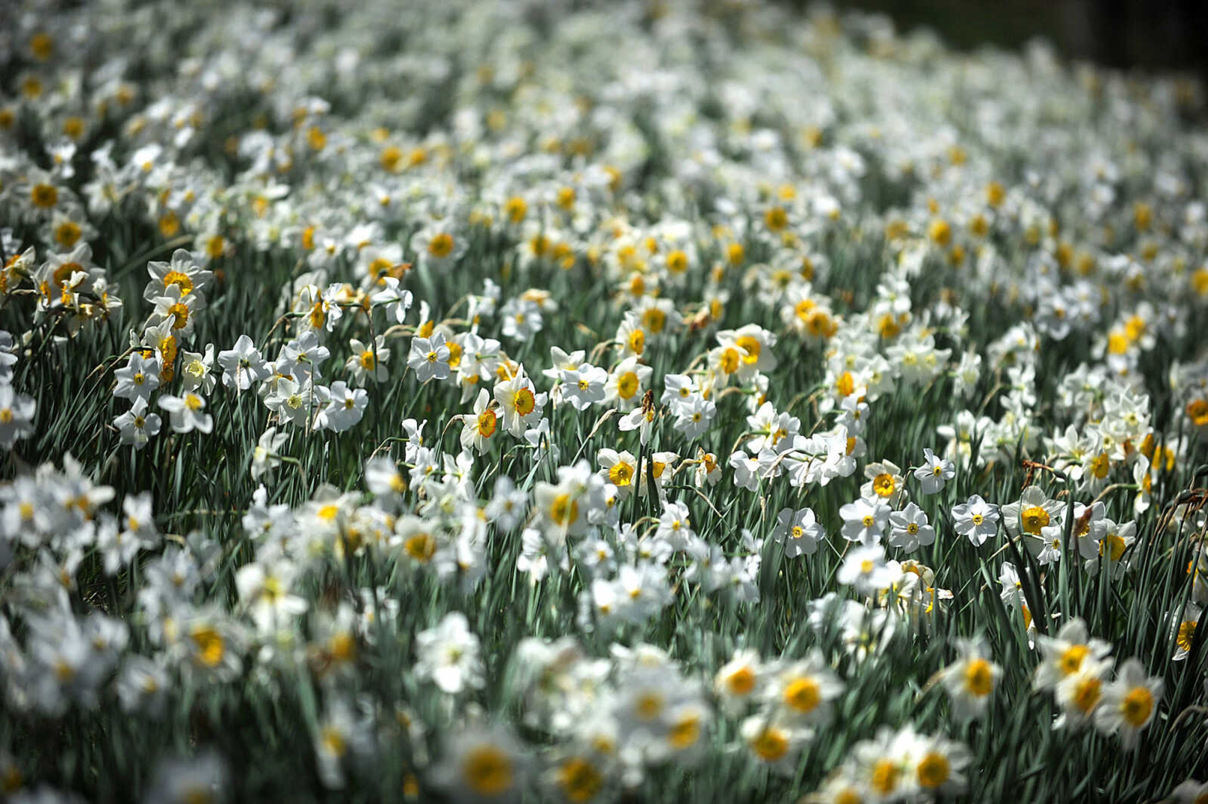 LAURA SIMON ~ lsimon@semissourian.com

Dogwoods, daffodils, jonquils and azaleas begin to bloom at Pinecrest Azalea Gardens, Wednesday, April 23, 2014, in Oak Ridge, Mo.