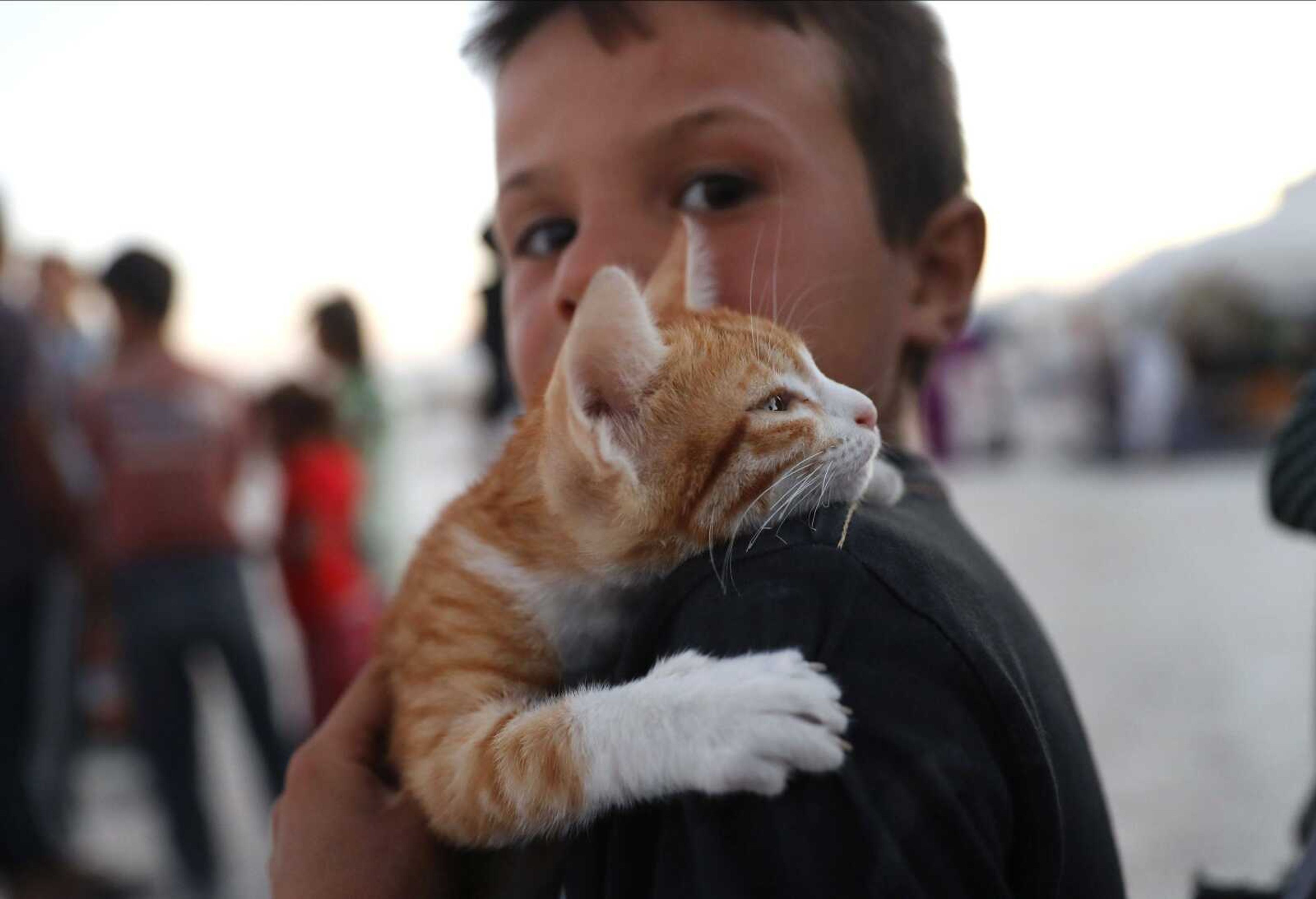 A Syrian displaced boy who fled with his family from the battle between U.S.-backed Syrian Democratic Forces and the Islamic State militants from Raqqa city, carries his cat at a refugee camp Wednesday in Ain Issa town, northeast Syria.