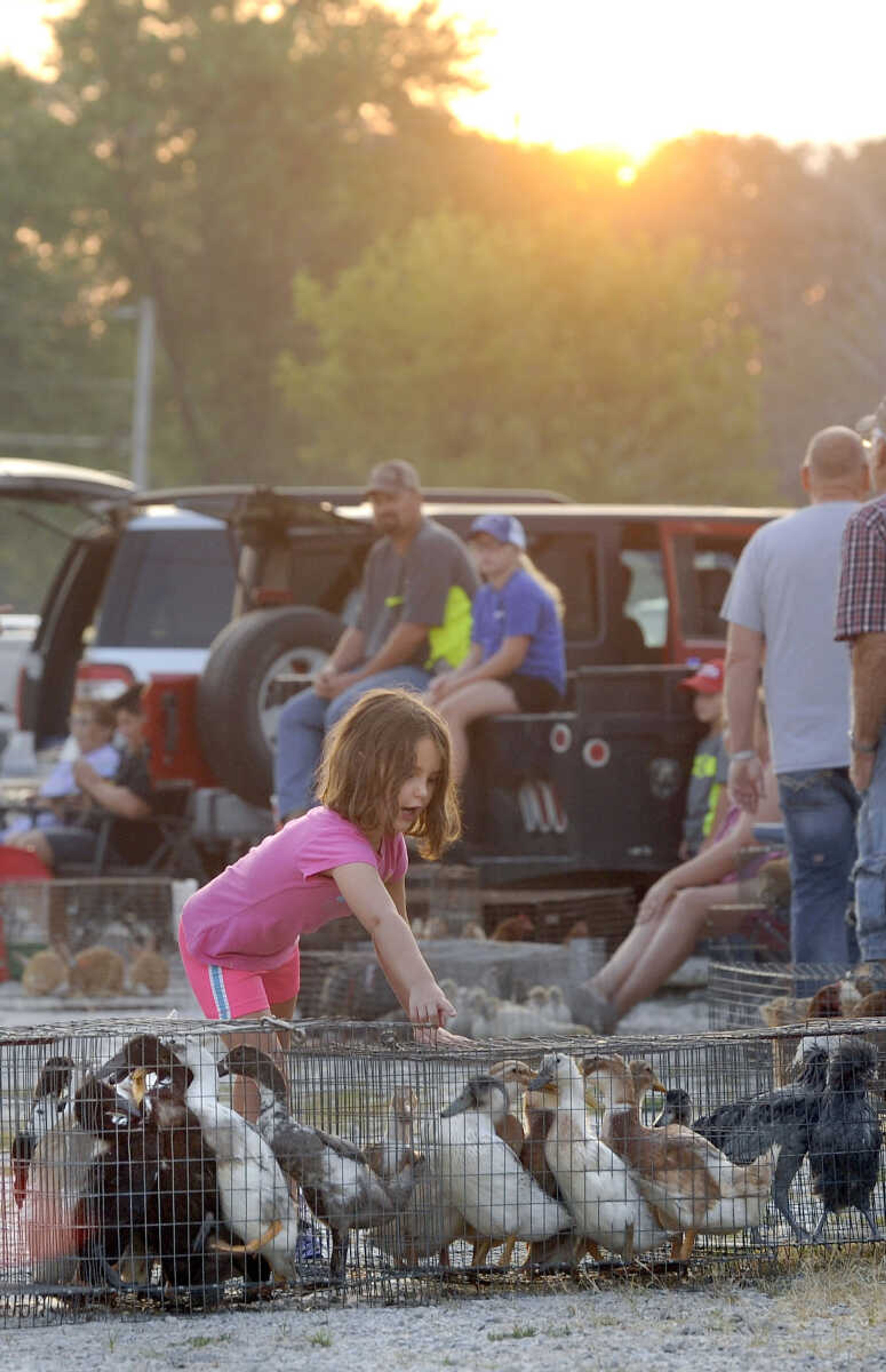 FRED LYNCH ~ flynch@semissourian.com
McKenzie Vandeven, 5, of Cape Girardeau checks out the ducks on display Saturday, July 14, 2018 at the Fruitland Swap Meet in Fruitland.