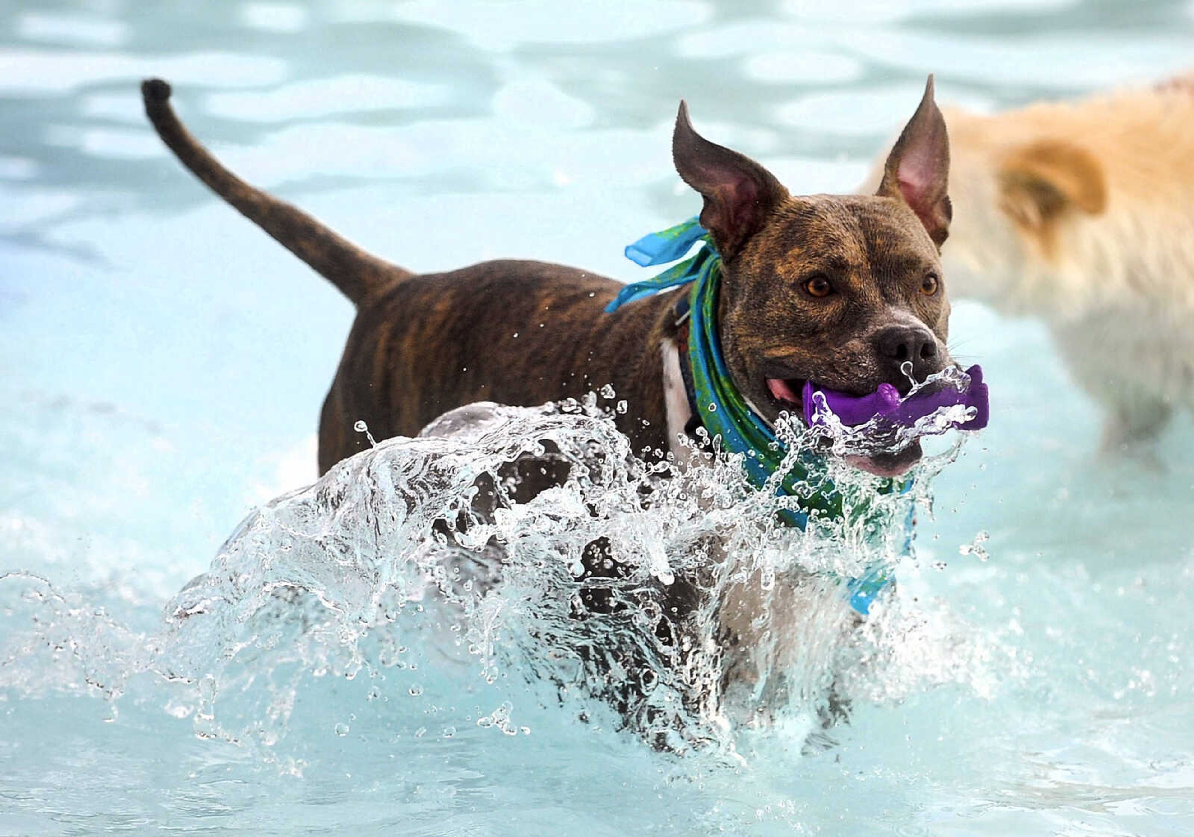 LAURA SIMON ~ lsimon@semissourian.com

Doggy Swim Day at Cape Splash, Sunday, Sept. 27, 2015, in Cape Girardeau. Leashed dogs got to swim and play in the lazy river and swimming pools with their owners. Proceeds from event benefit the Cape Girardeau Parks and Recreation Foundation.