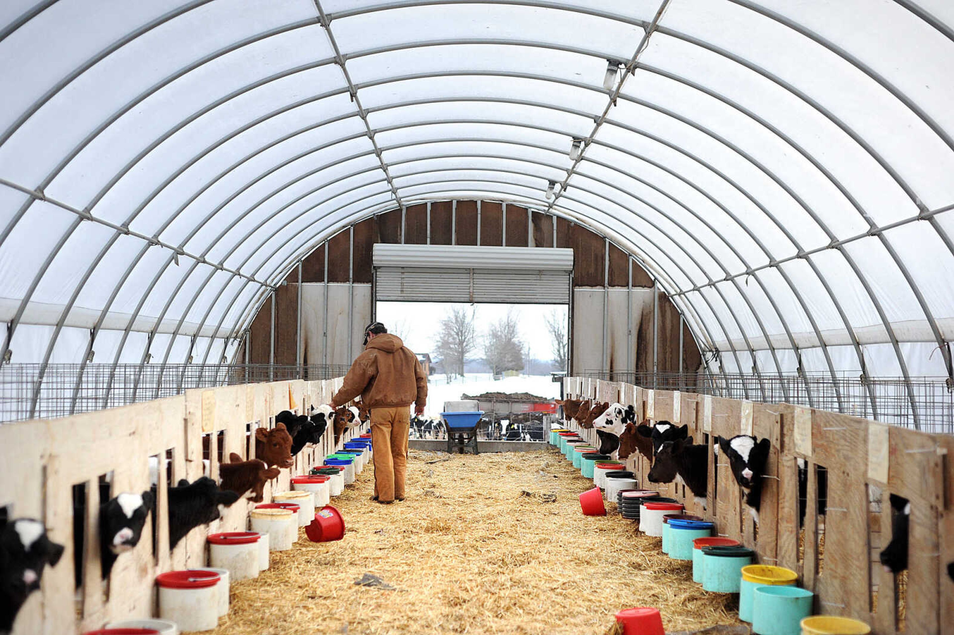 LAURA SIMON ~ lsimon@semissourian.com

Jerry Siemers visits with one of many calves at his Cape Girardeau dairy farm, Tuesday, March 4, 2014.