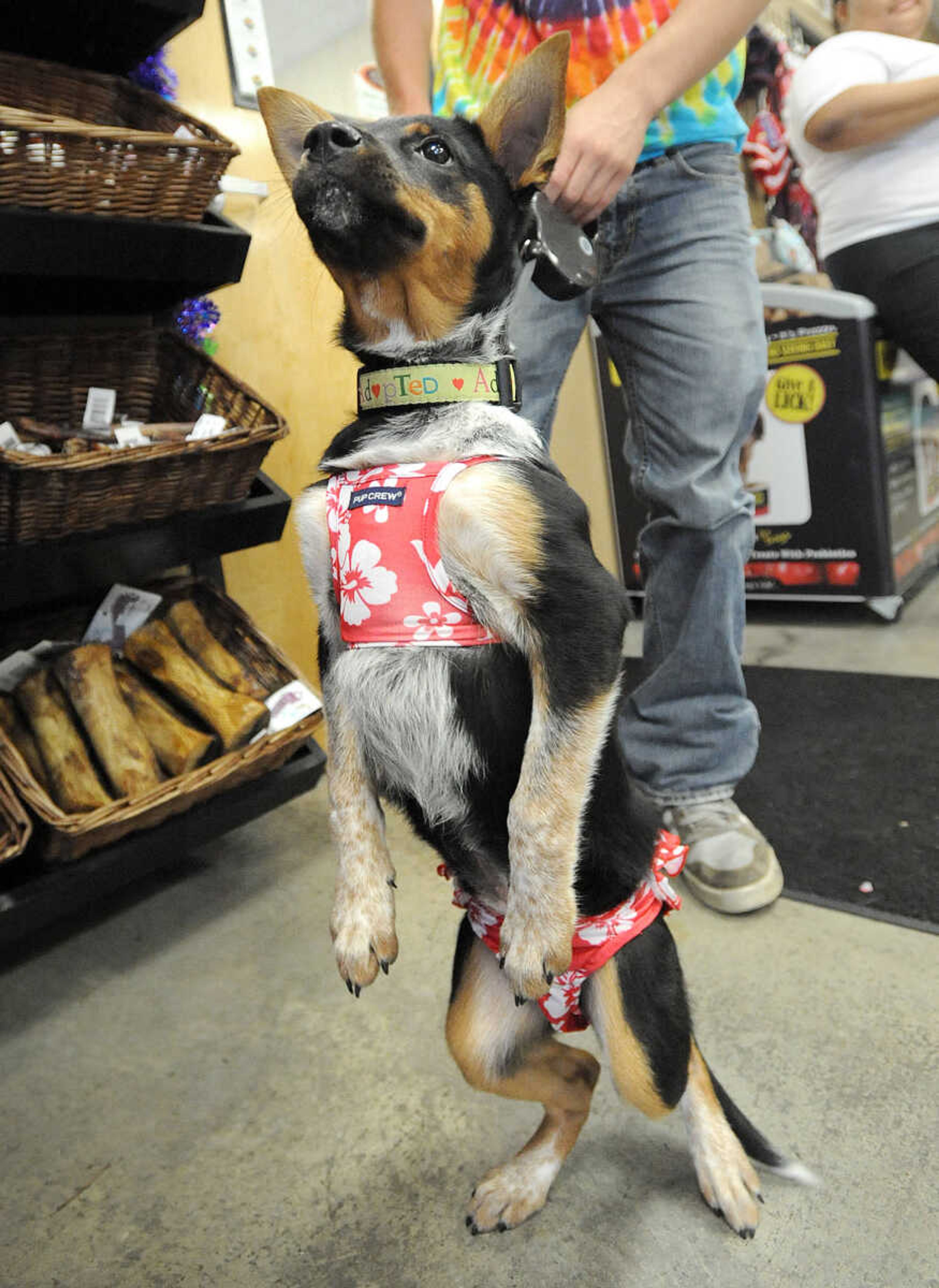 LAURA SIMON ~ lsimon@semissourian.com

Celeste shows off her bikini body, Saturday, July 12, 2014, during the Bow Wow Luau at Busch Pet Products and Care in Cape Girardeau.