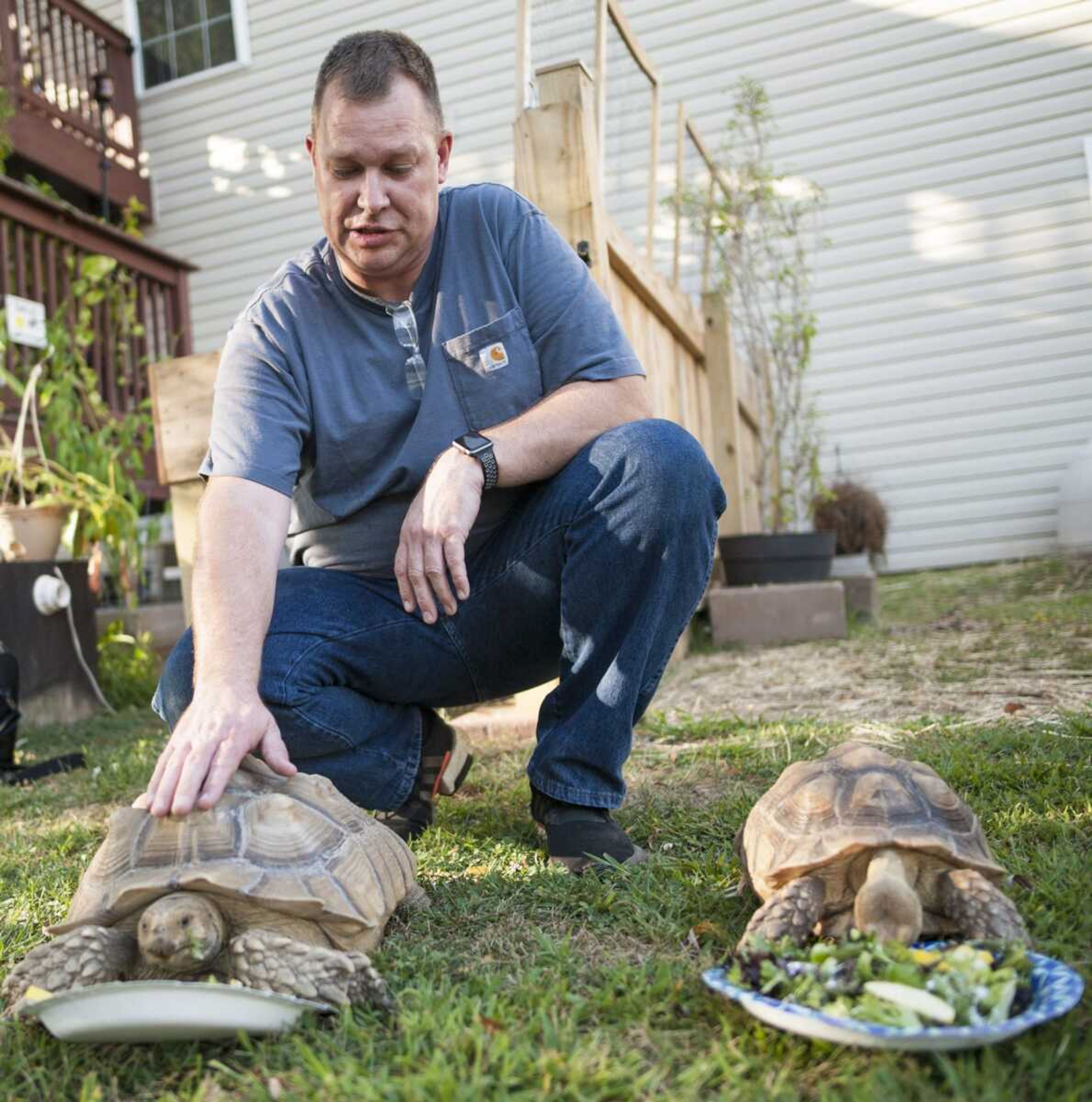 Dru Reeves describes the eating habits of two sulcata tortoises, Duckie and Sheldon, as the eat a meal of fresh greens and squash Thursday, Sept. 12, 2019, at Reeves Reptile Rescue in Jackson.