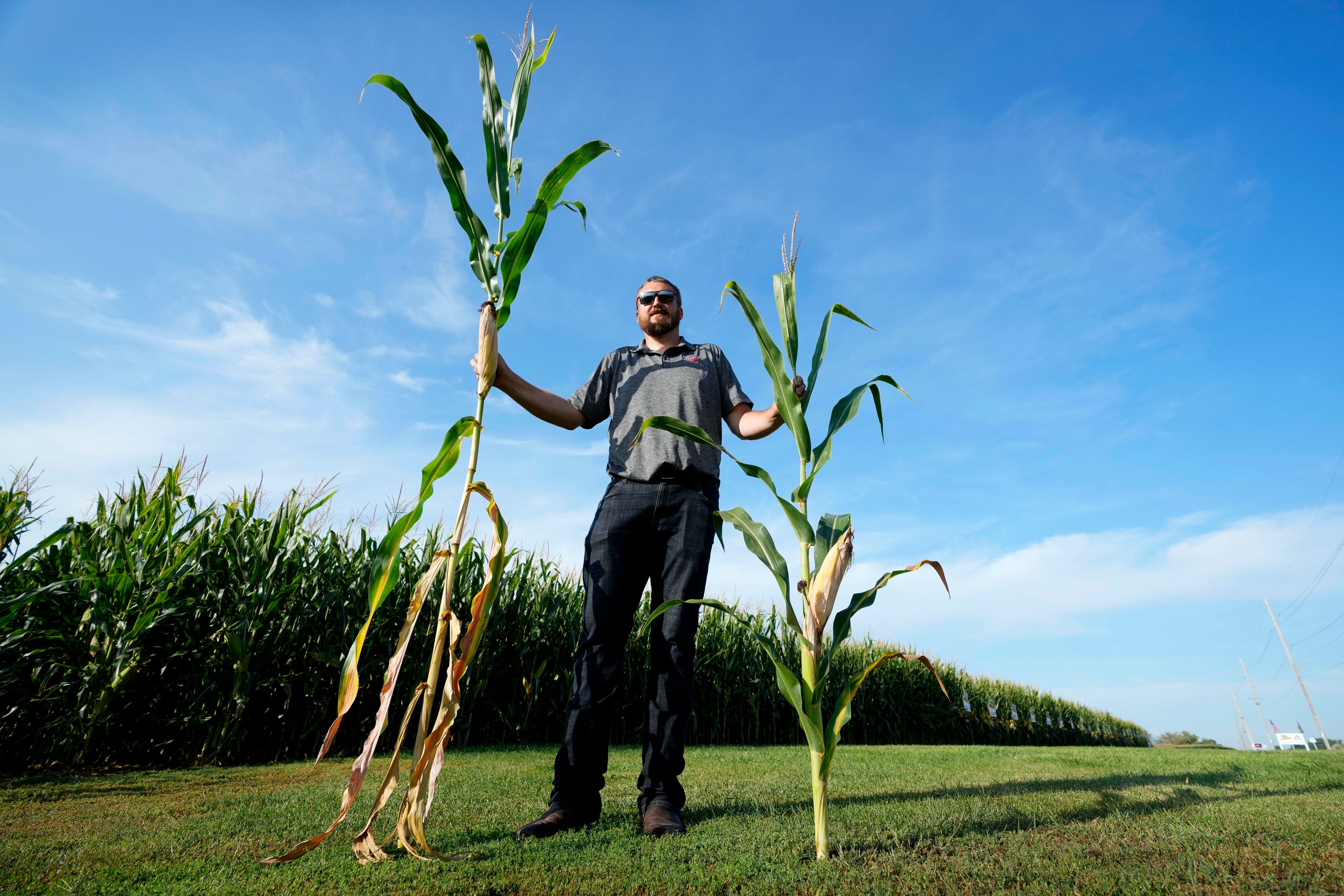 ‘Short corn’ could replace  towering cornfields steamrolled by changing climate