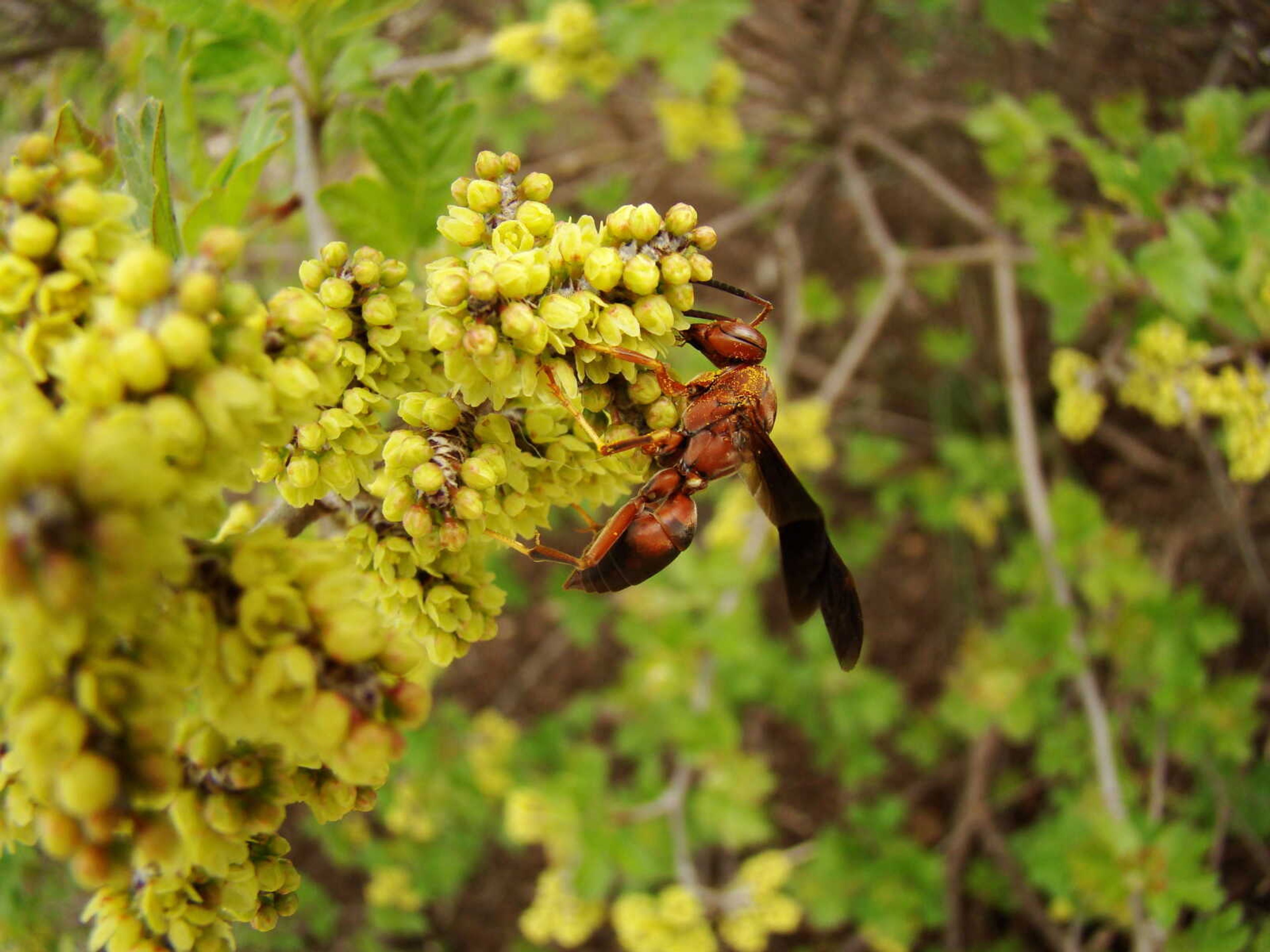 Red Wasp