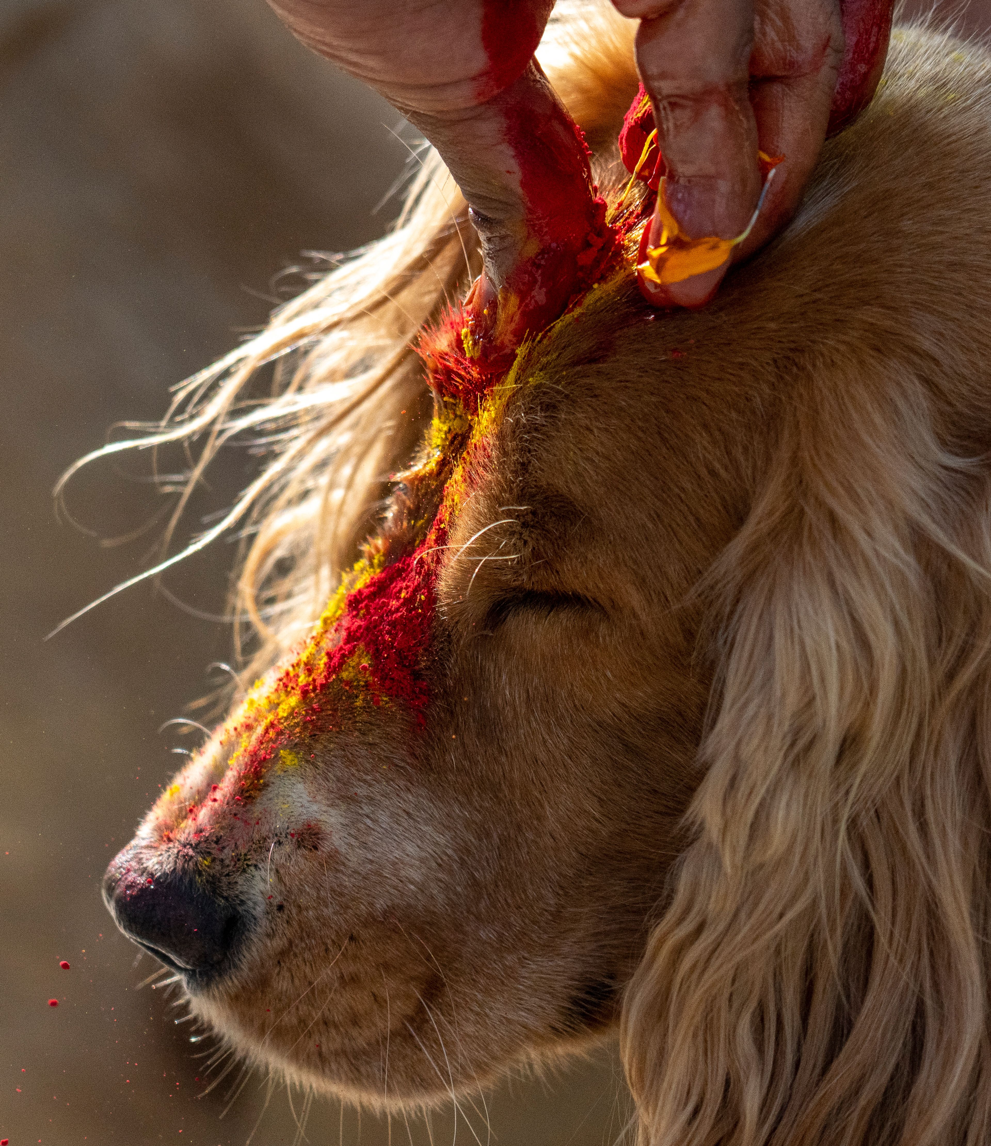 A dog is worshipped during Kukkur Tihar festival in Kathmandu, Nepal, Thursday, Oct. 31, 2024. Every year, dogs are worshipped to acknowledge their role in providing security during the second day of five days long Hindu festival Tihar. (AP Photo/Niranjan Shrestha)