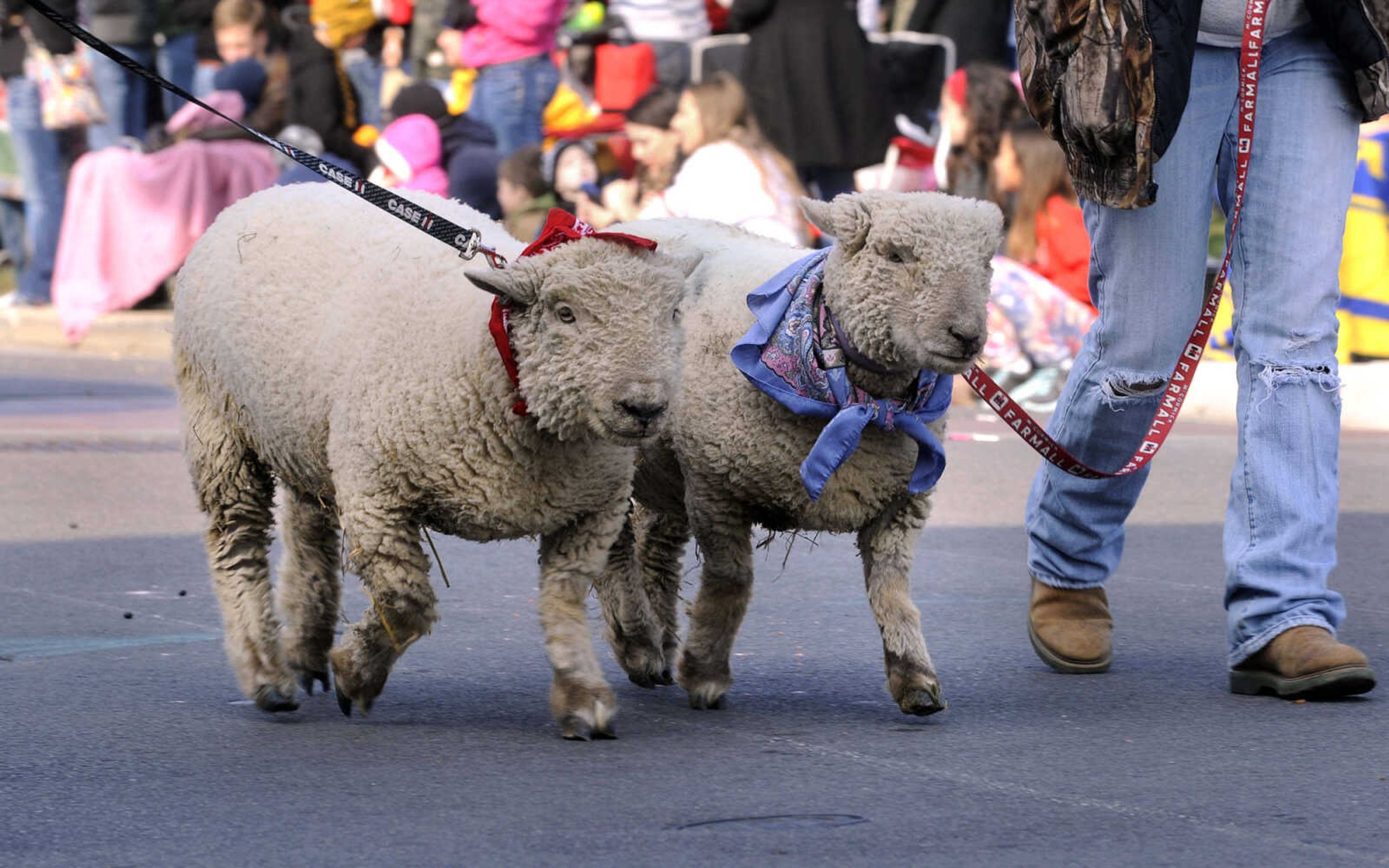 Two sheep brought by the SEMO Department of Agriculture walk in the SEMO Homecoming parade Saturday, Oct. 26, 2013 on Broadway in Cape Girardeau.