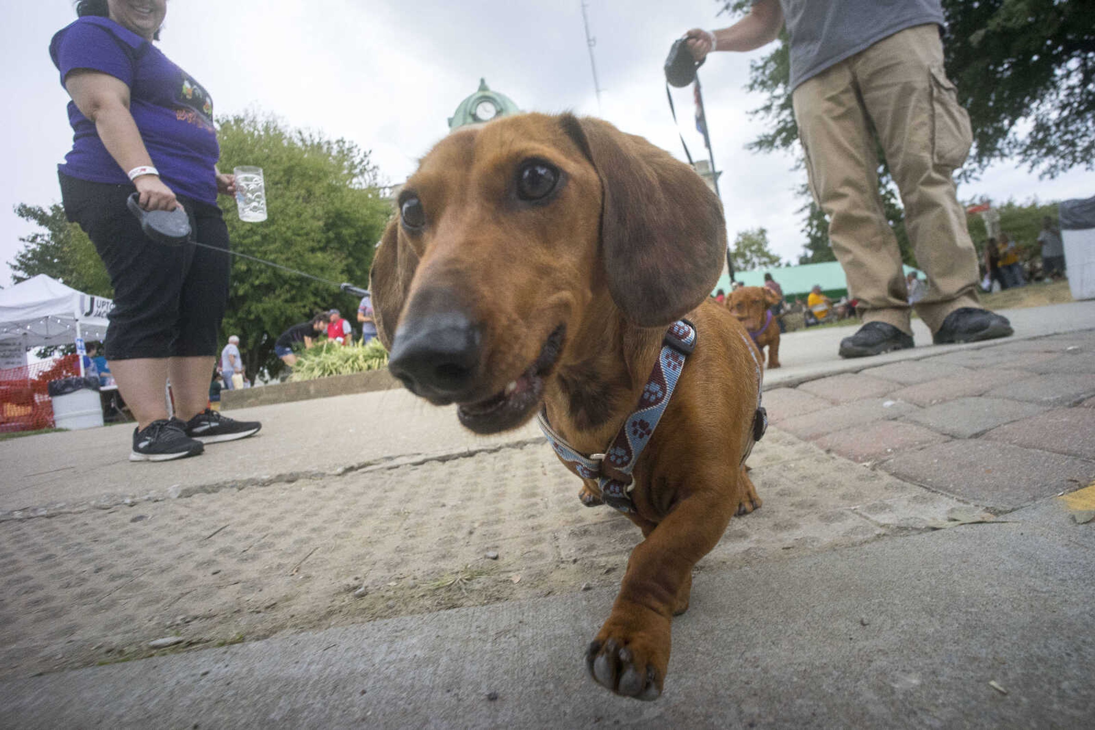 George the dog investigates the camera with owners Laura and Justin Gohn and fellow dachshund Pixie (background) during Uptown Jackson Oktoberfest Saturday, Oct. 5, 2019, in Uptown Jackson.