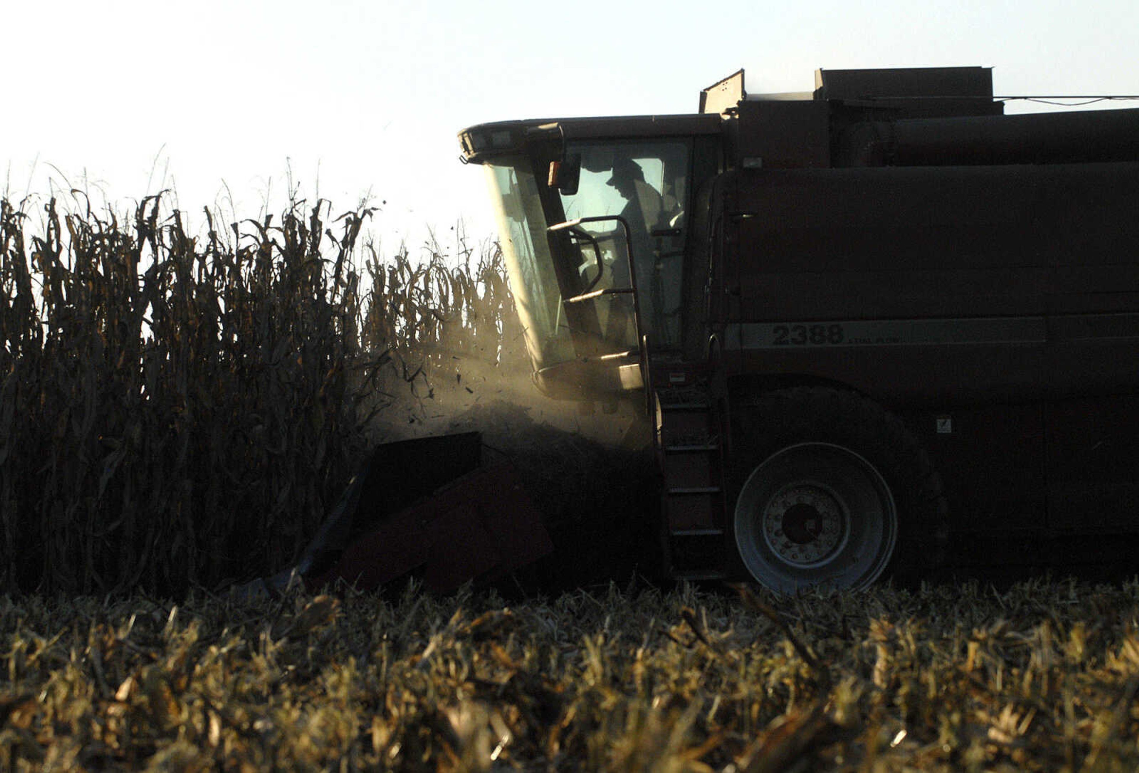 LAURA SIMON ~ lsimon@semissourian.com
Frank Milde of Milde Farms Inc. harvests a field of corn using a Model 2388 International combine eight row corn head Tuesday, October 4, 2011 near Jackson, Mo.