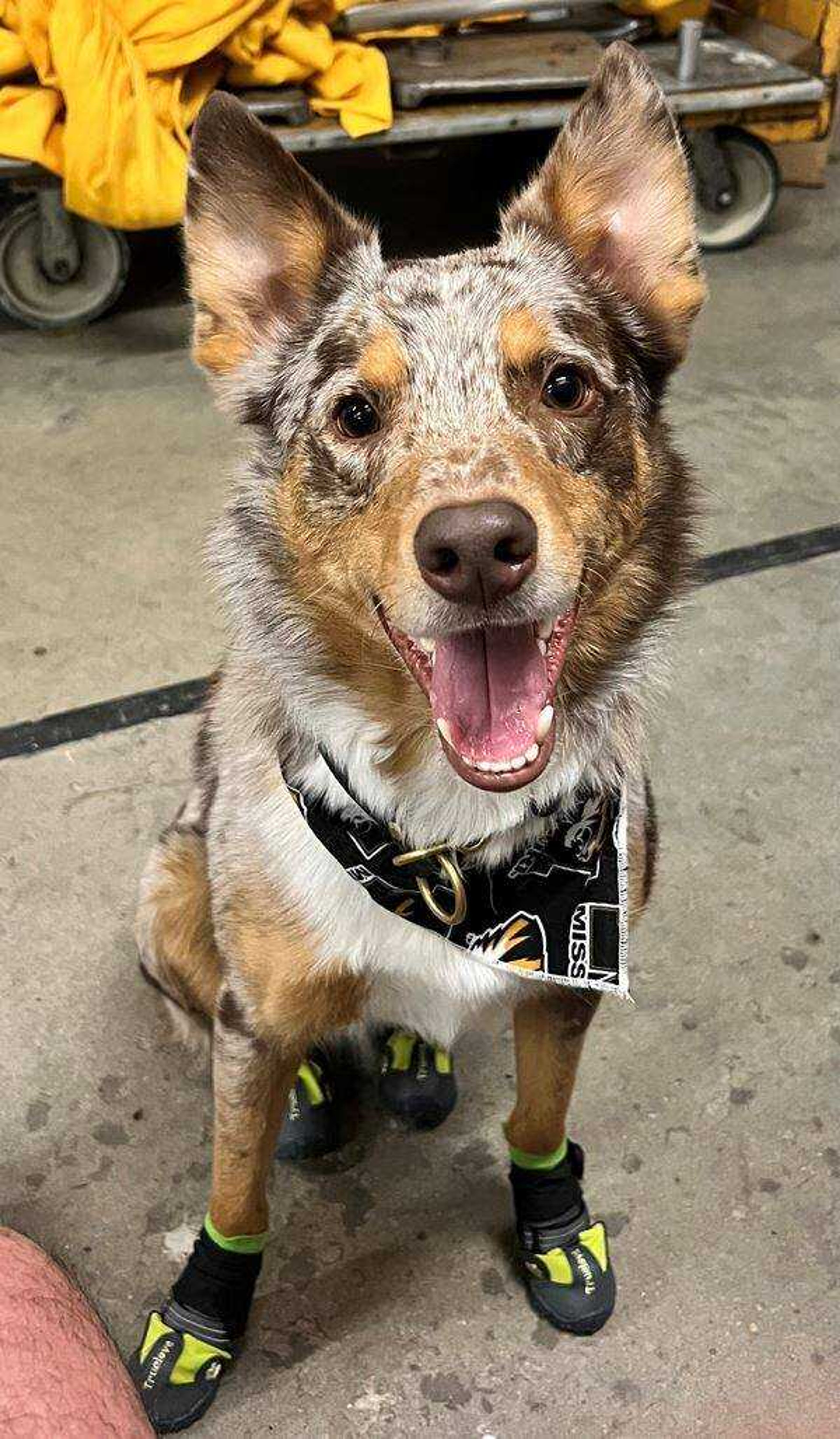 It's showtime!&nbsp; -&nbsp; Fuze in last minute preparations for his frisbee dog halftime show at Mizzou Go Tigers!