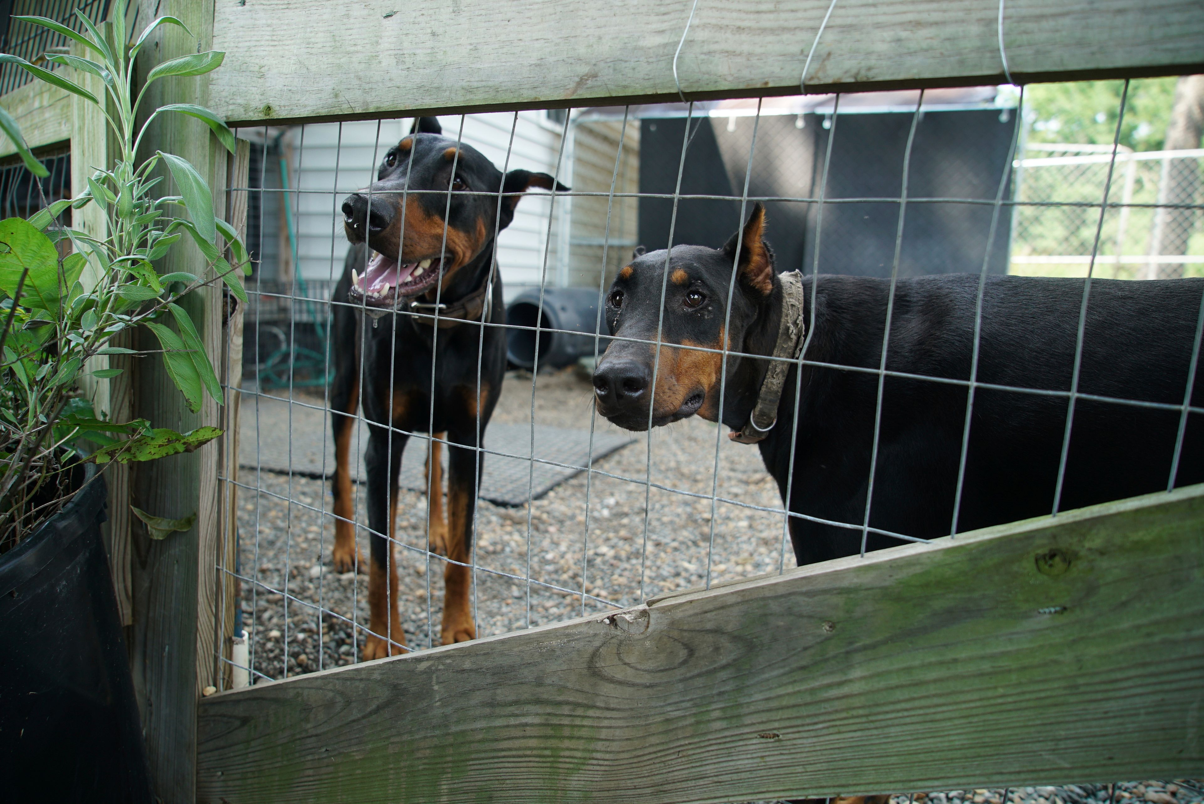 Two Doberman pinschers stand in the backyard of the Arthur home outside Mount Olive, N.C., on Monday, July 15, 2024. (AP Photo/Allen G. Breed)