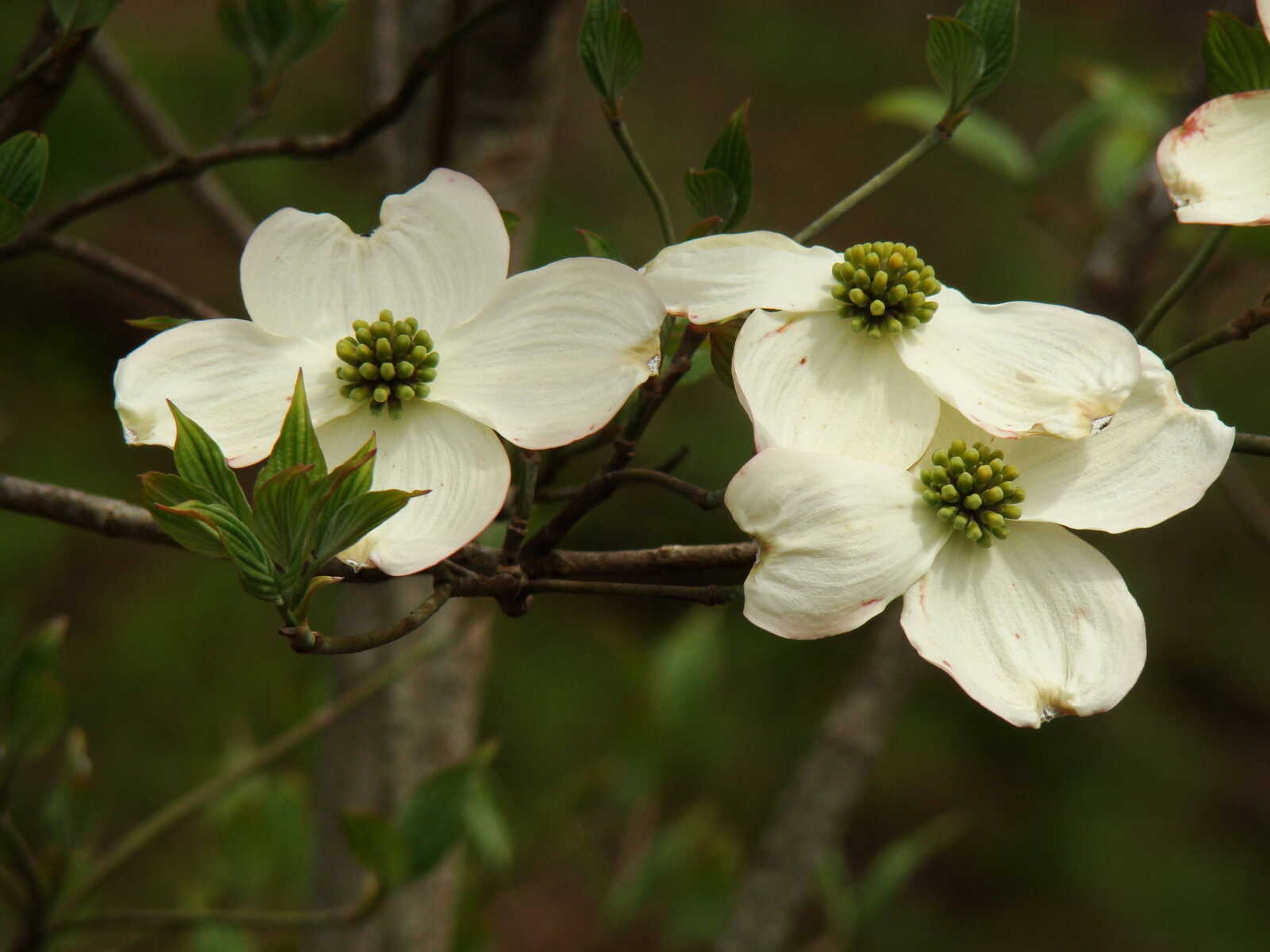 Dogwood