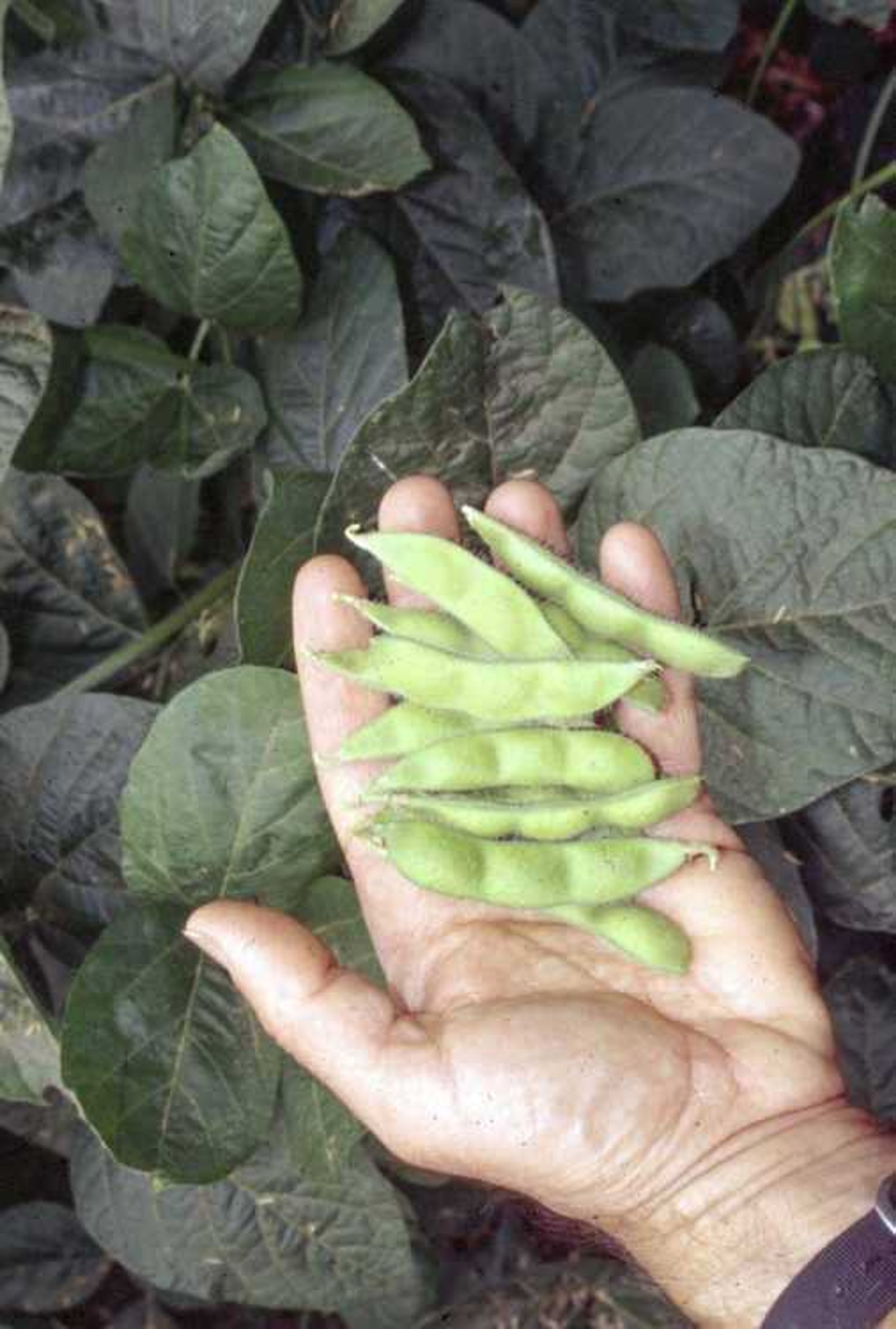 The region's soybean farmers are worried about weather, tariffs.