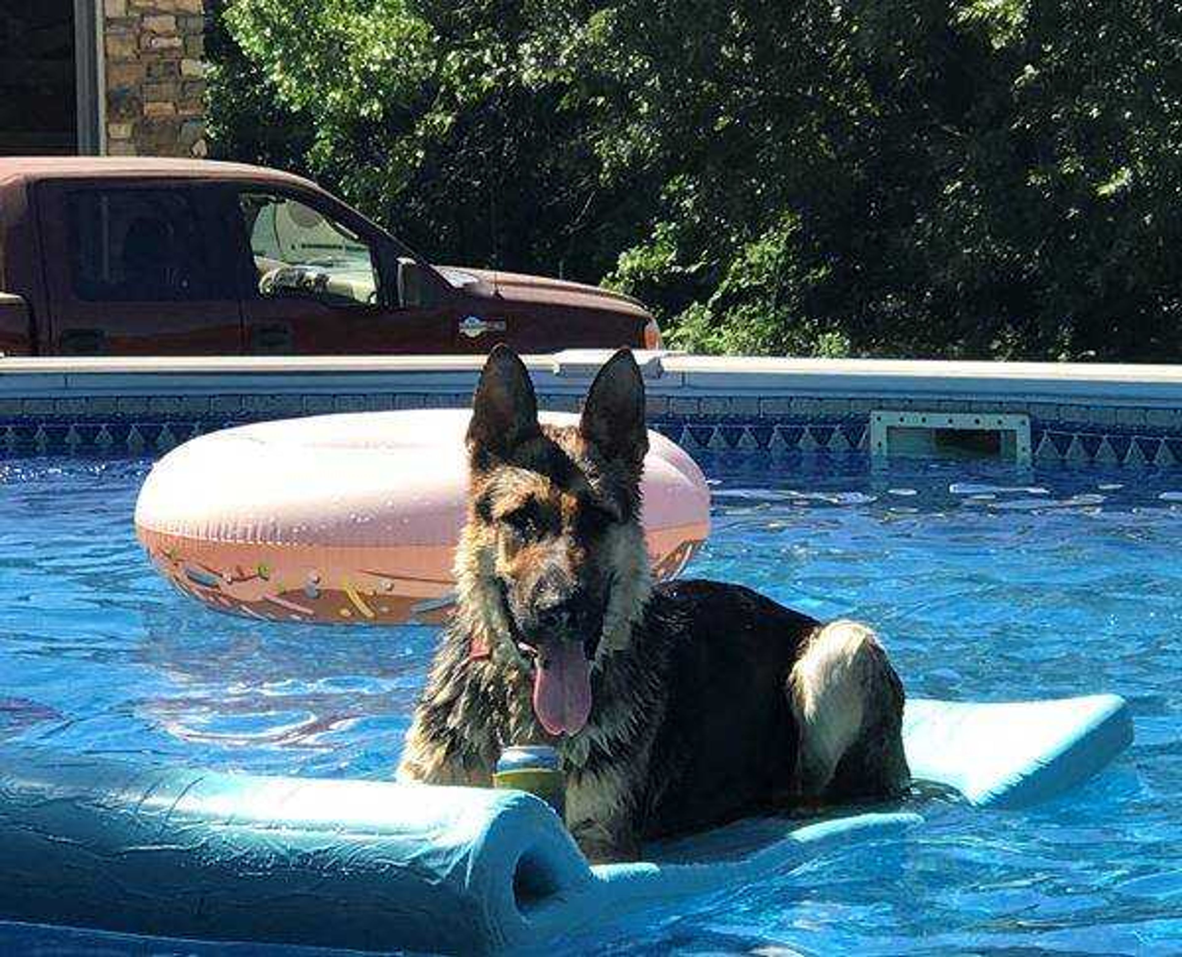 Tucker the Pool Pup&nbsp;&nbsp; - This Shepherd is always ready for a pool party!&nbsp; Is it summertime yet?