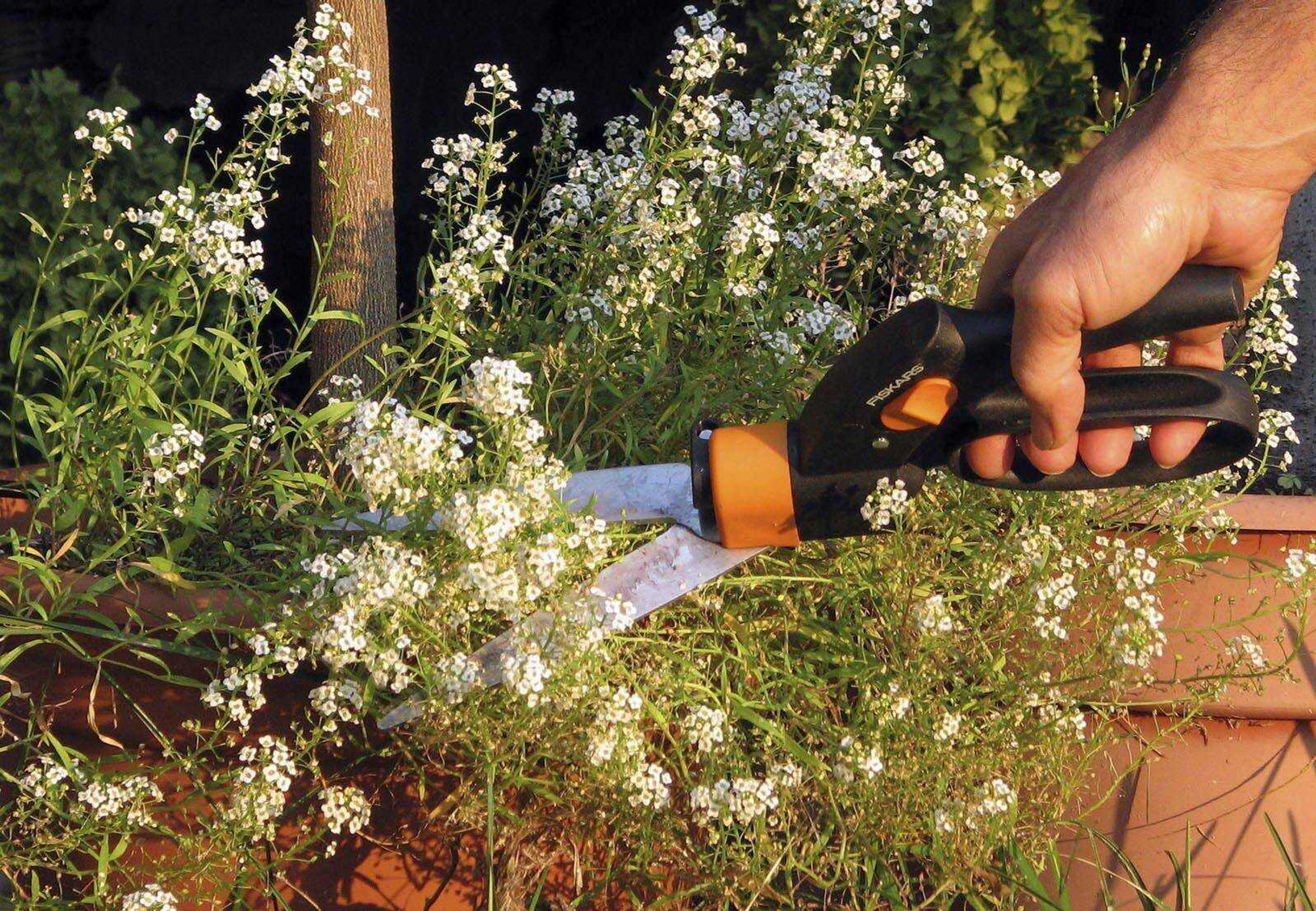 Sweet alyssum plants are pruned with hand shears in New Paltz, N.Y. (Lee Reich ~ Associated Press)