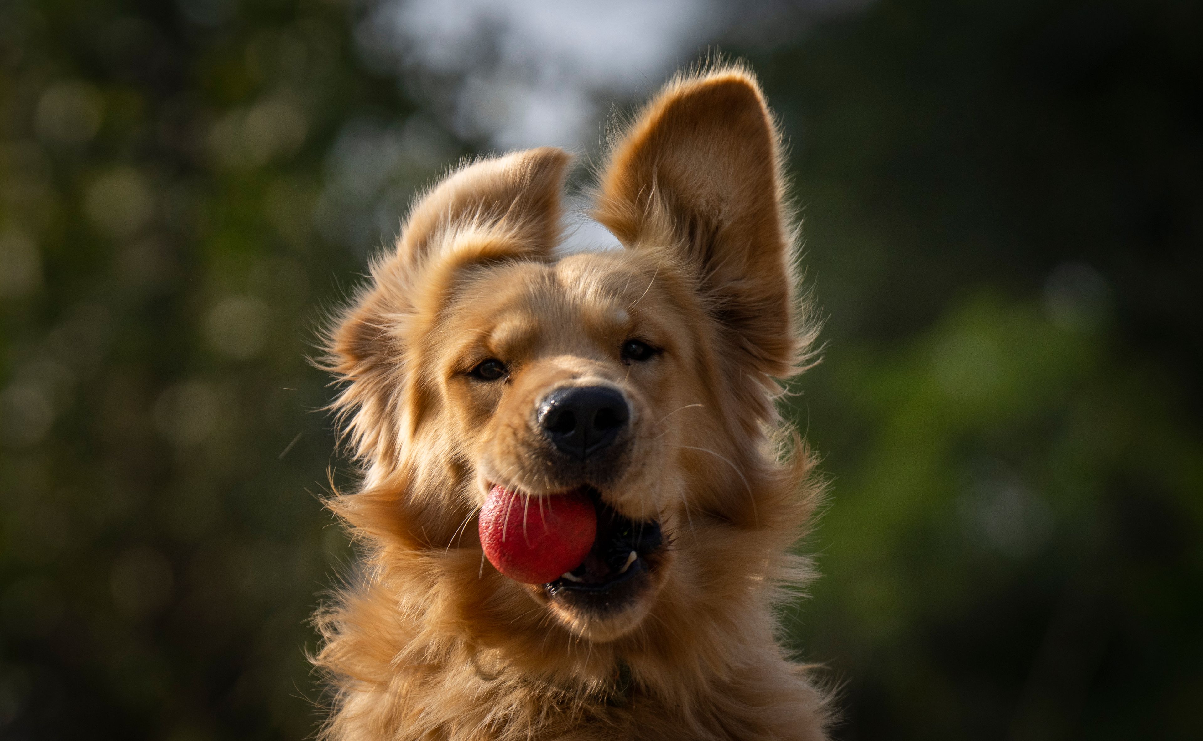 A Nepal's Armed Police Force dog displays skills at their kennel division during Kukkur Tihar festival in Kathmandu, Nepal, Thursday, Oct. 31, 2024. Every year, dogs are worshiped to acknowledge their role in providing security during the second day of five days long Hindu festival Tihar. (AP Photo/Niranjan Shrestha)