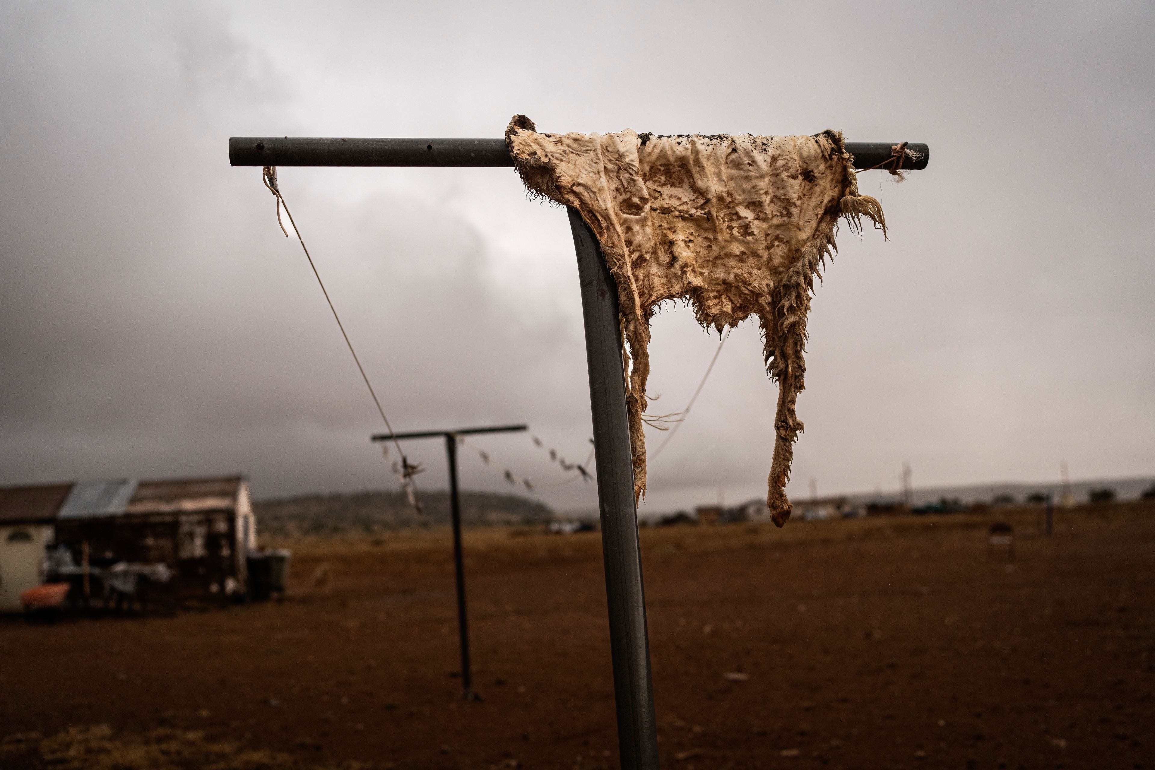 A goat skin hangs on the T-pole of a clothesline, outside the home of goat herder Richard Begay, on the Navajo Nation in Dilkon, Ariz., Friday, Oct. 18, 2024. (AP Photo/Rodrigo Abd)