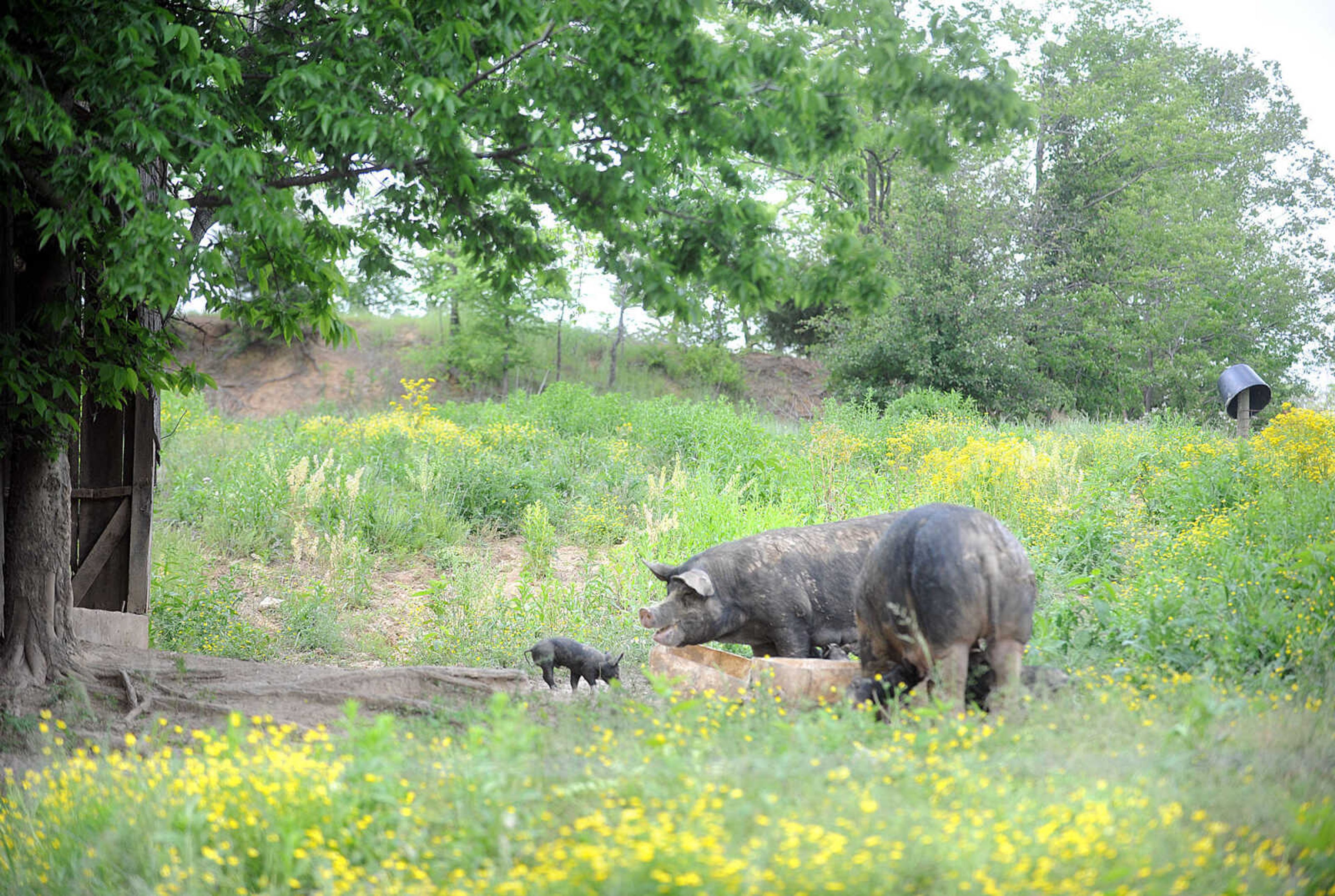 LAURA SIMON ~ lsimon@semissourian.com

A week-old Berkshire piglets eats alongside his mother, Monday afternoon, May 19, 2014, at Brian Strickland and Luke Aufdenberg's Oak Ridge pig farm.