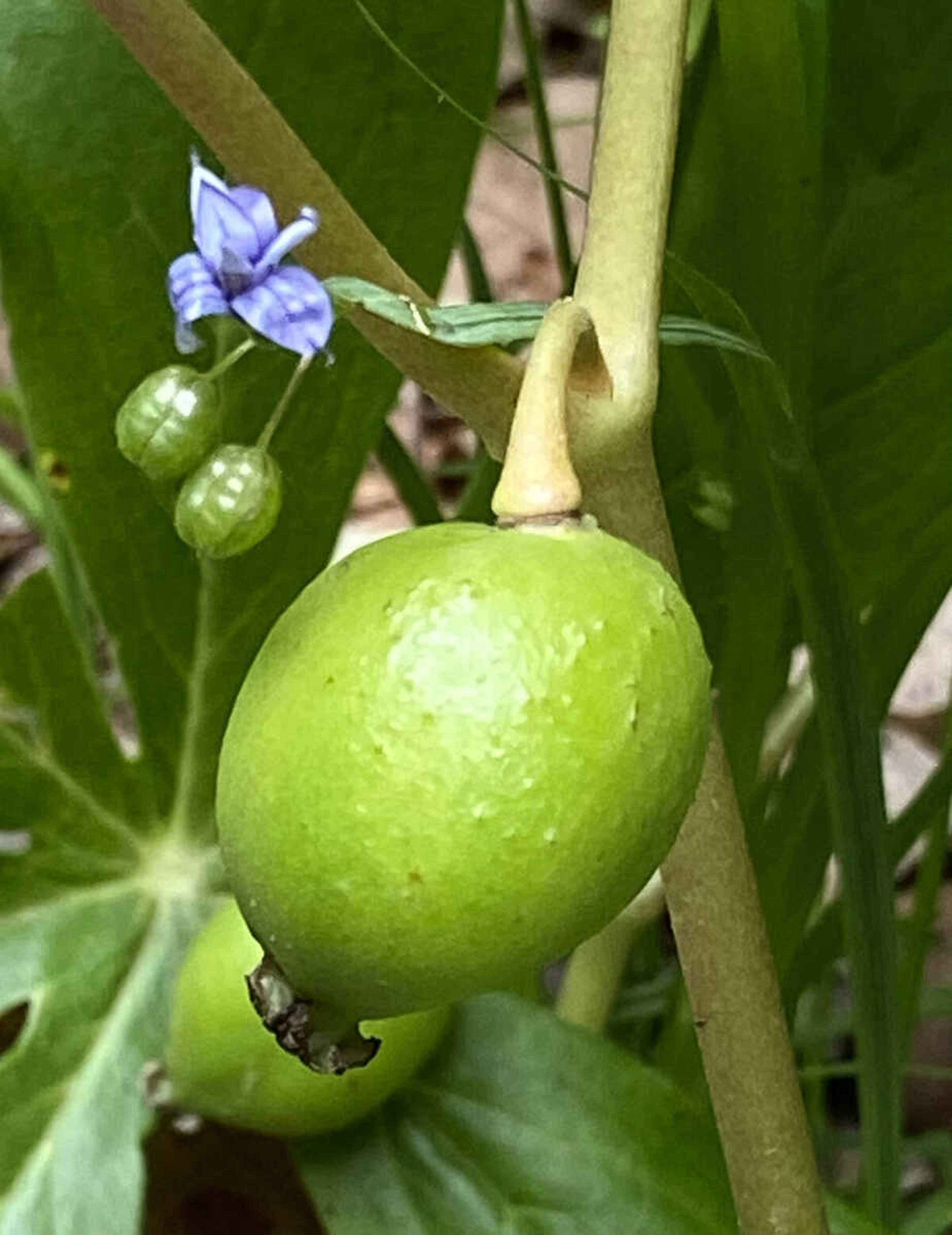 Is this apple good to eat?