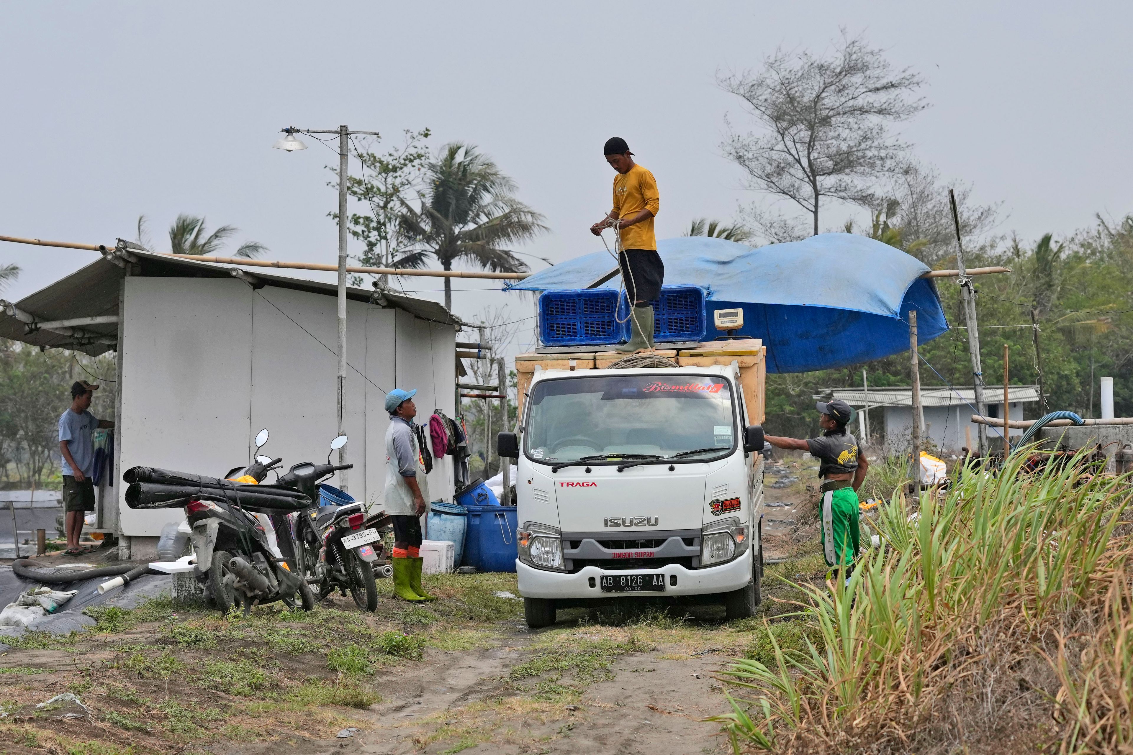 Workers prepare a truck loaded with shrimp containers at a farm in Kebumen, Centra Java, Indonesia, Tuesday, Sept. 24, 2024. (AP Photo/Dita Alangkara)