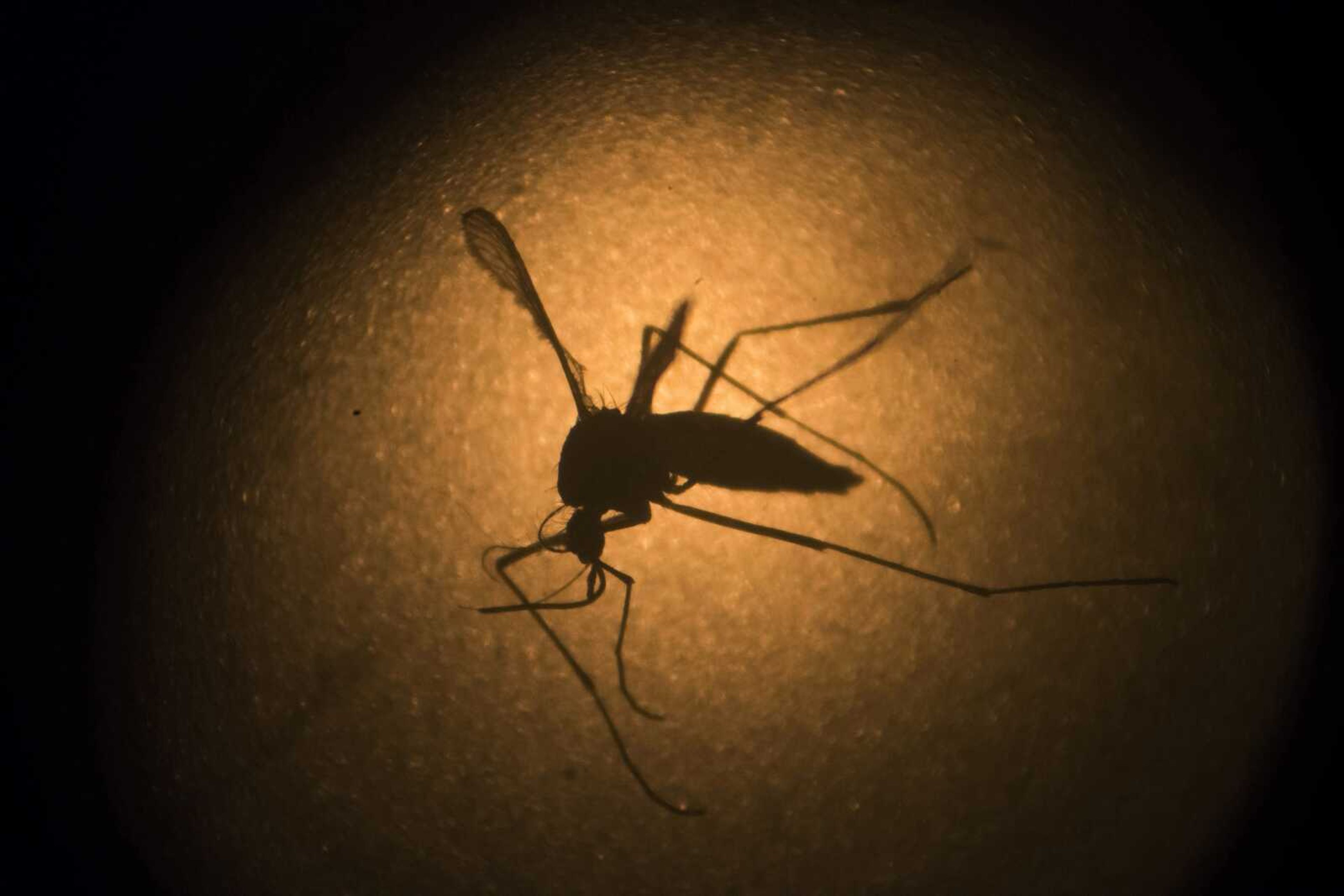 An Aedes aegypti mosquito known to carry the Zika virus is photographed  in January 2016 through a microscope at the Fiocruz institute in Recife, Pernambuco state, Brazil. Sometime next year, genetically modified mosquitoes will be released in the Florida Keys in an effort to combat persistent insect-borne diseases such as Dengue fever and the Zika virus. The plan approved Tuesday by the Florida Keys Mosquito Control District calls for a pilot project in 2021.