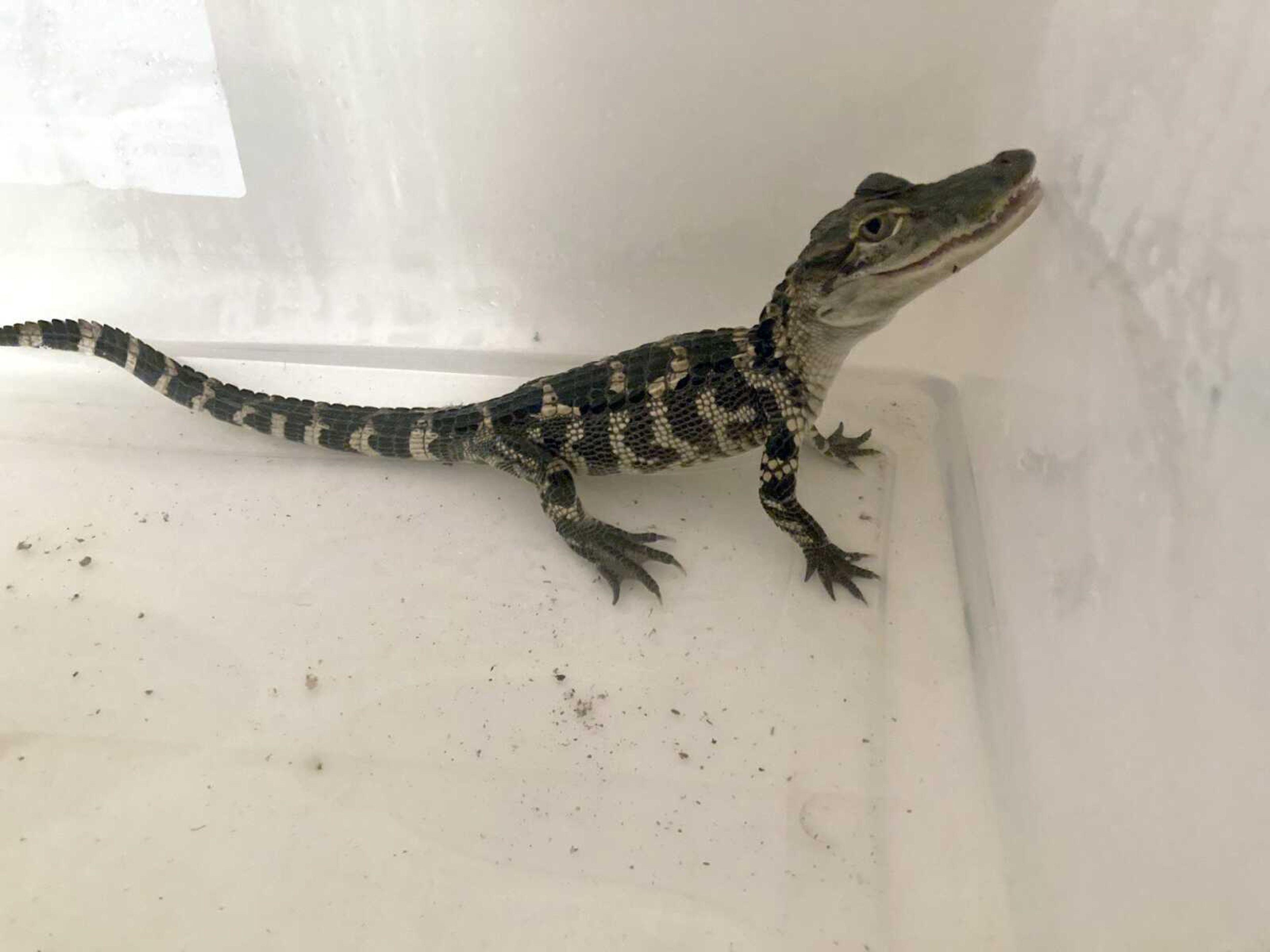 Cape Girardeau police officers saved a 16-inch alligator hatchling, most likely an escaped or abandoned pet, Aug. 26 in Cape Girardeau.