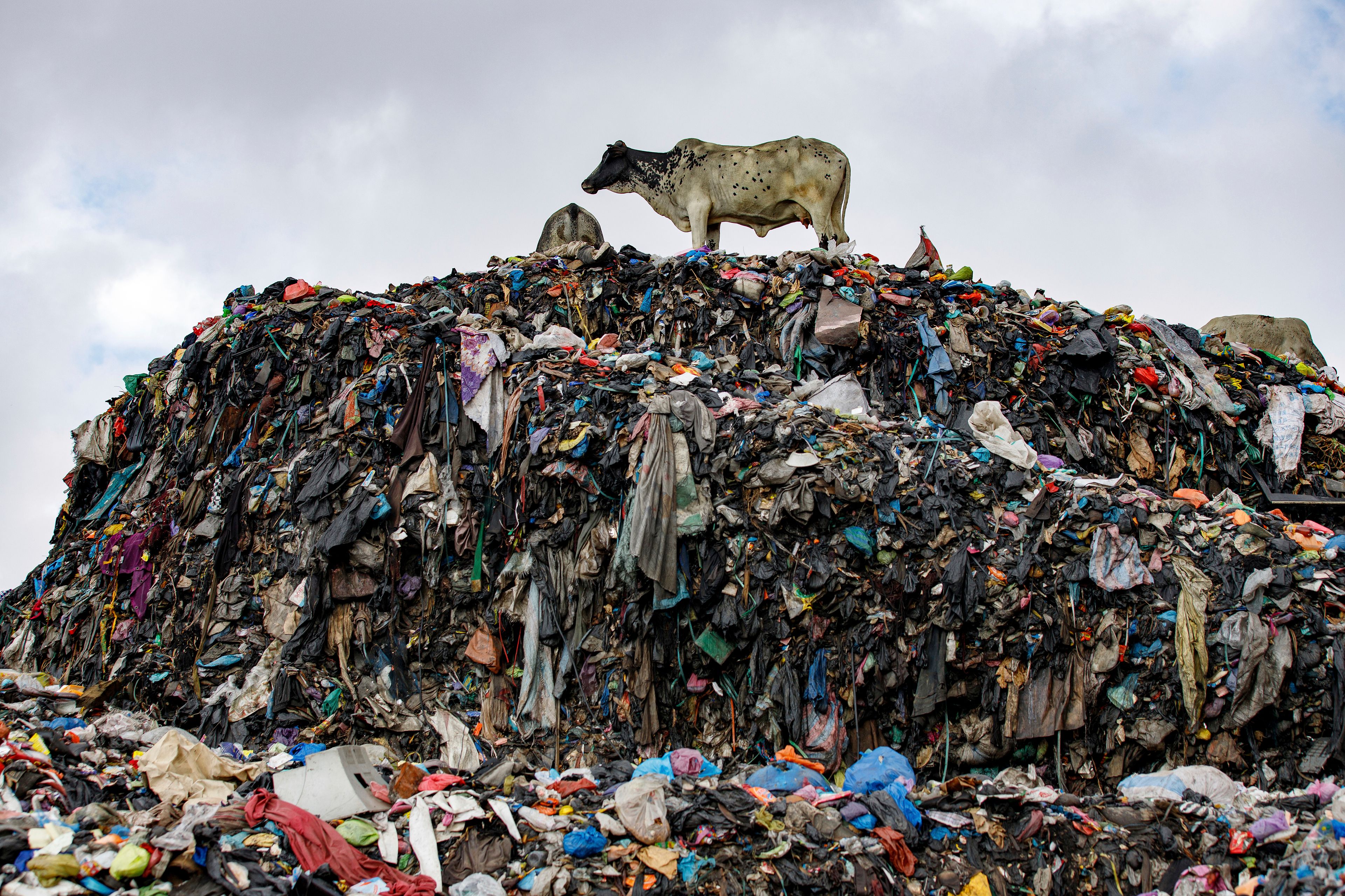 Cattle stand on a heap of textile waste at the Old Fadama settlement of Accra, Ghana, Oct. 19, 2024. (AP Photo/Misper Apawu)