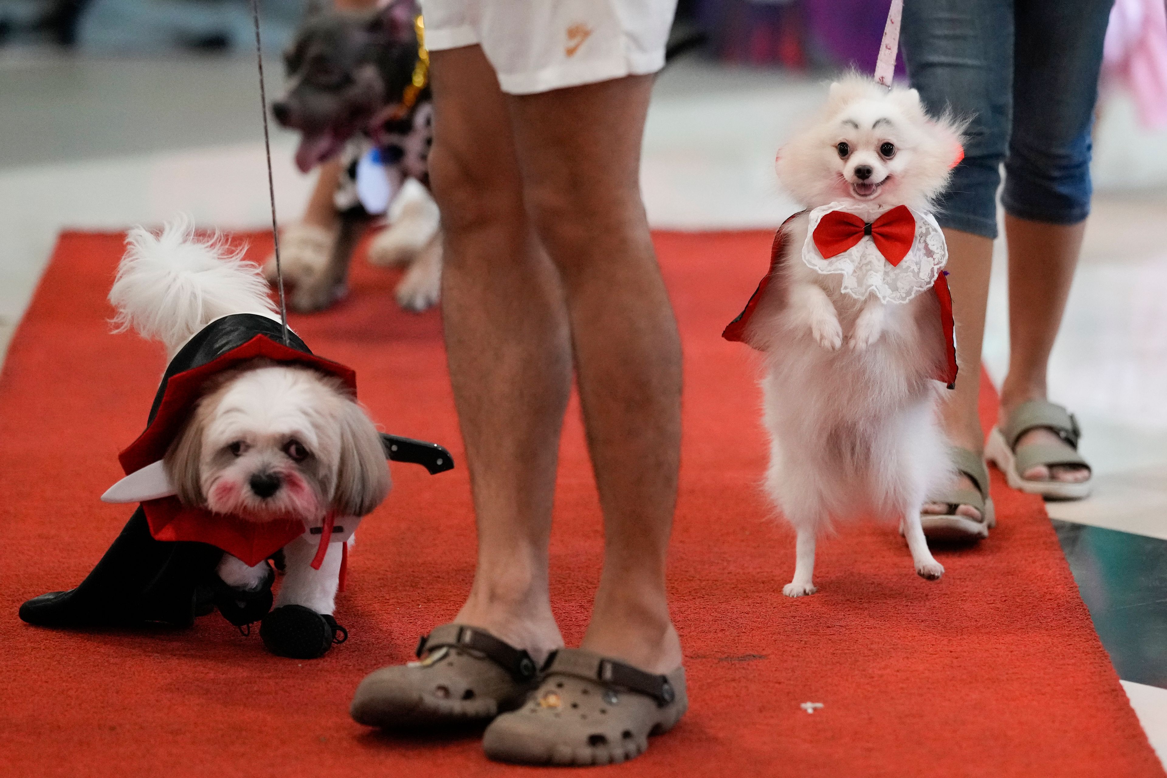 A dog named Luna, right, stands wearing a dracula costume during a Halloween pet party at a mall in Valenzuela city, Philippines on Saturday, Oct. 19, 2024. (AP Photo/Aaron Favila)