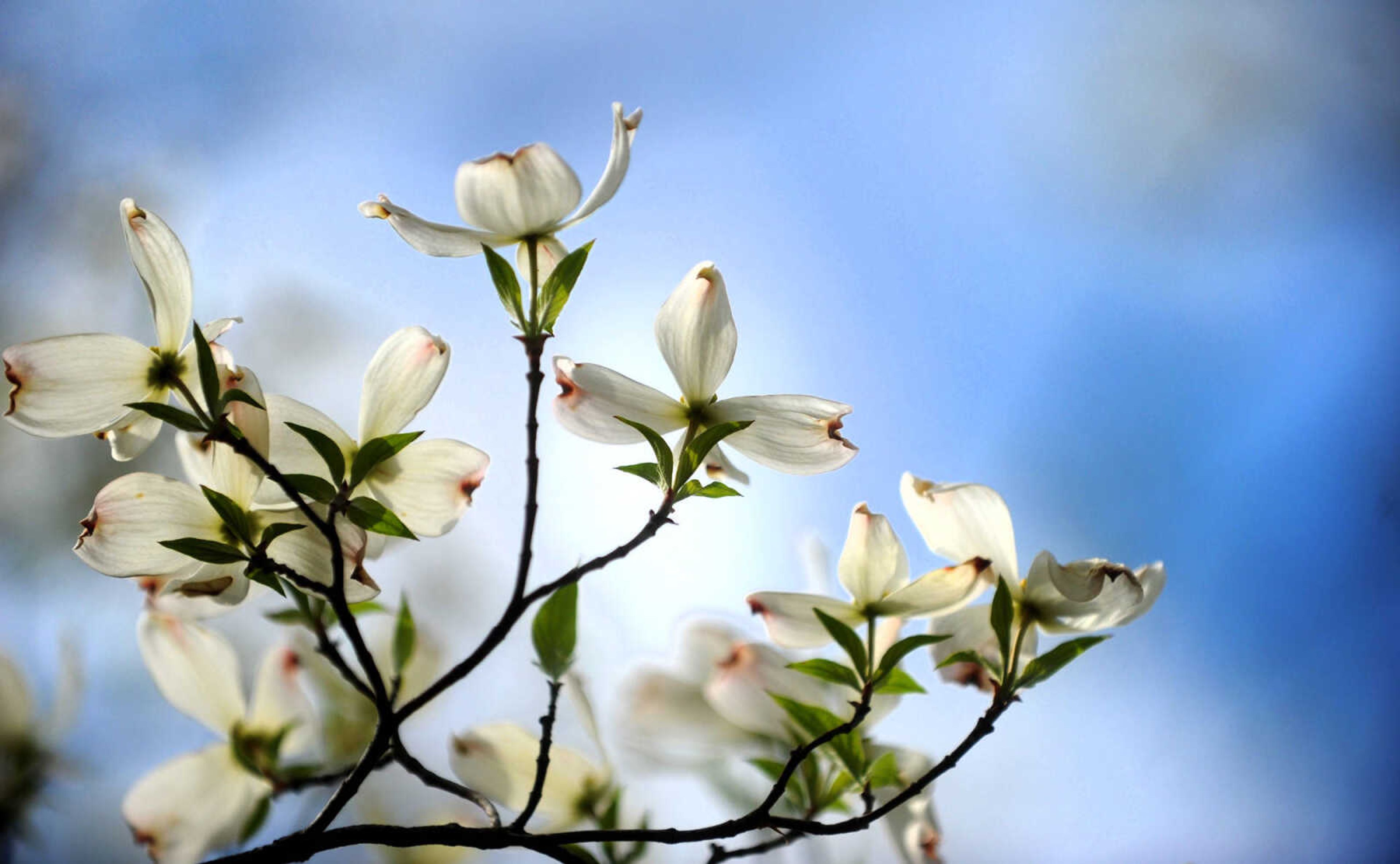 LAURA SIMON ~ lsimon@semissourian.com

Dogwoods begin to bloom at Pinecrest Azalea Gardens, Thursday, April 16, 2015, in Oak Ridge, Missouri.