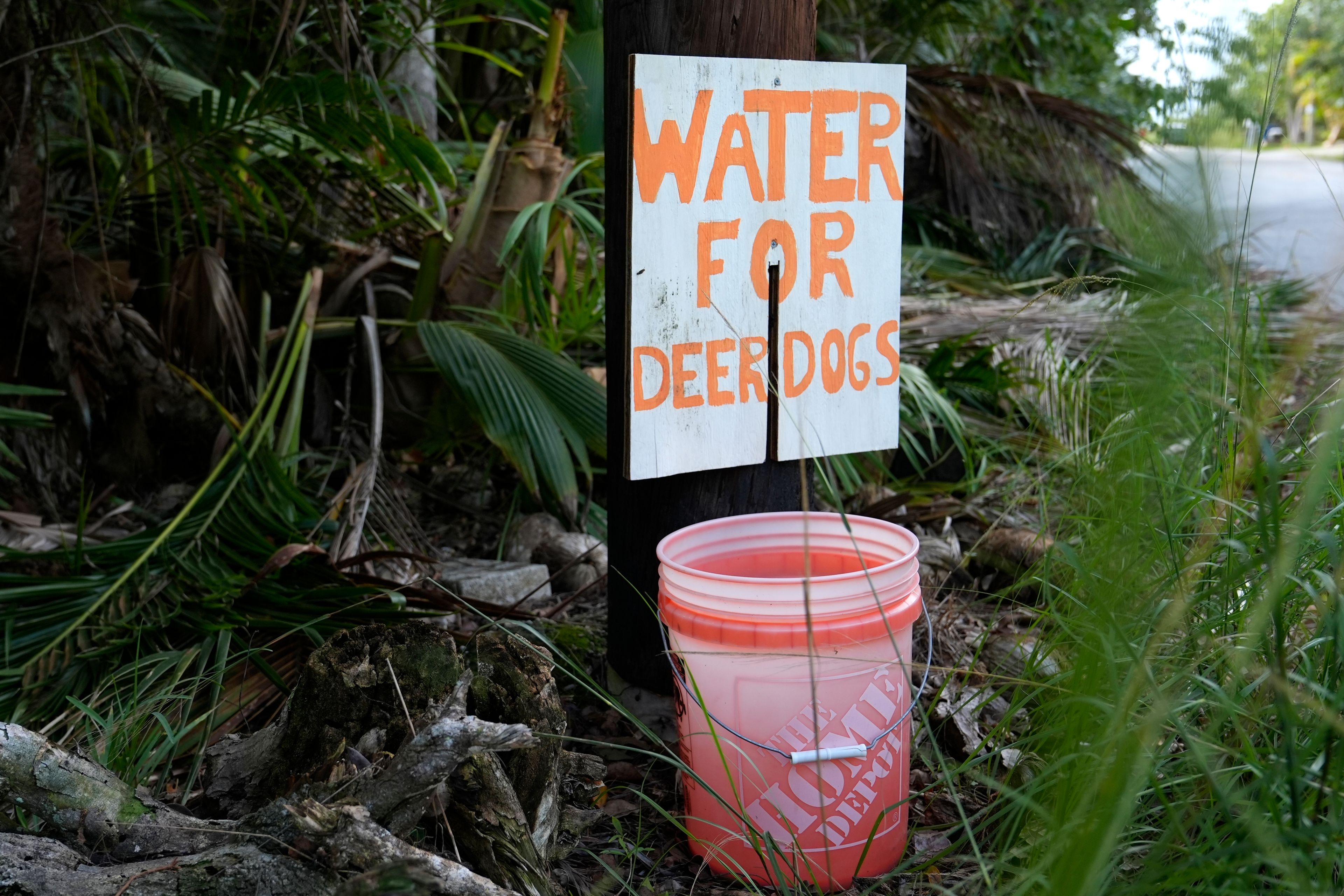 A bucket of drinking water is left along a road for Key Deer, the smallest subspecies of the white-tailed deer that have thrived in the piney and marshy wetlands of the Florida Keys, Thursday, Oct. 17, 2024, in Big Pine Key, Fla. (AP Photo/Lynne Sladky)