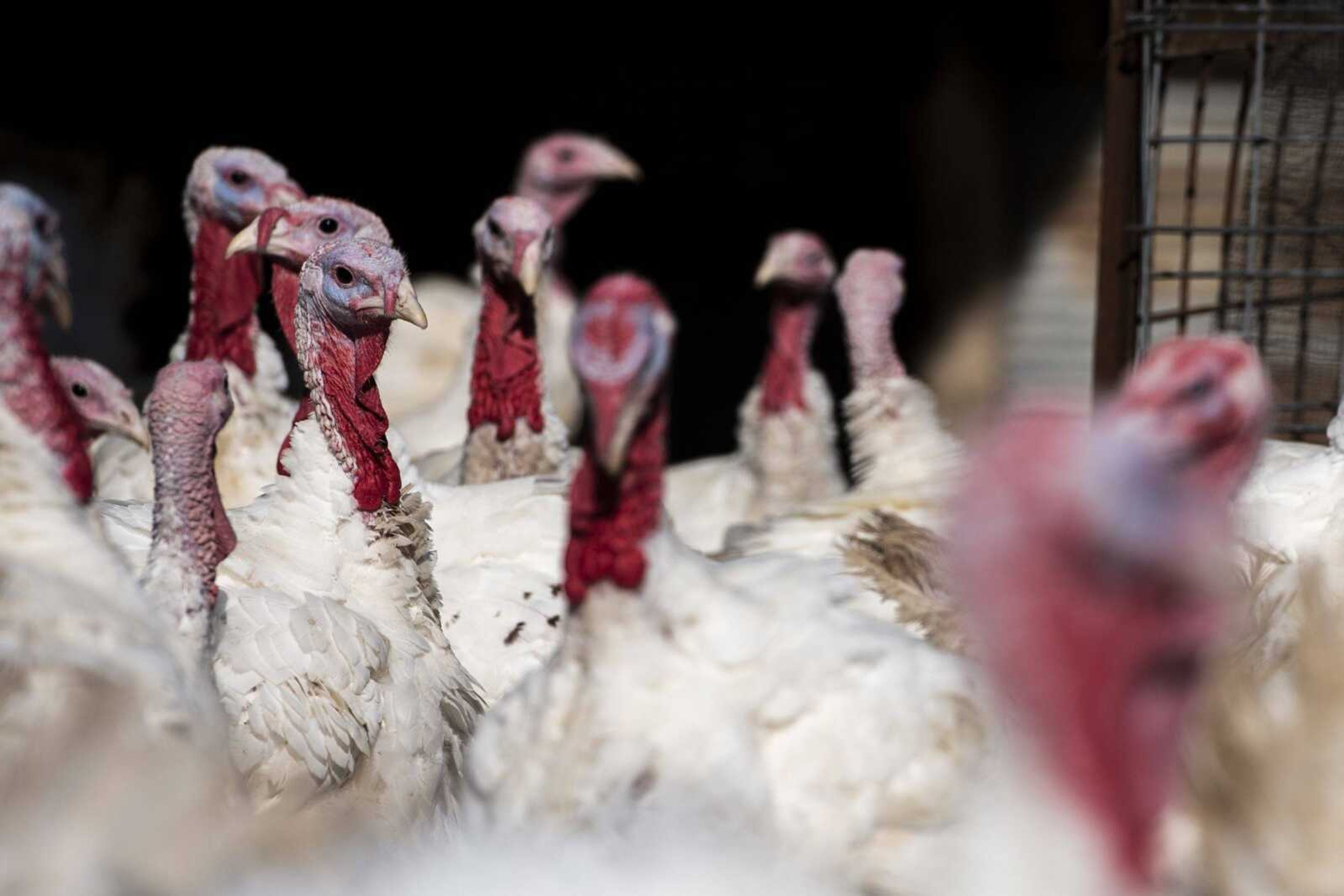 A rafter of turkeys huddles together at Farrar Out Farm Oct. 23 in rural Perry County.