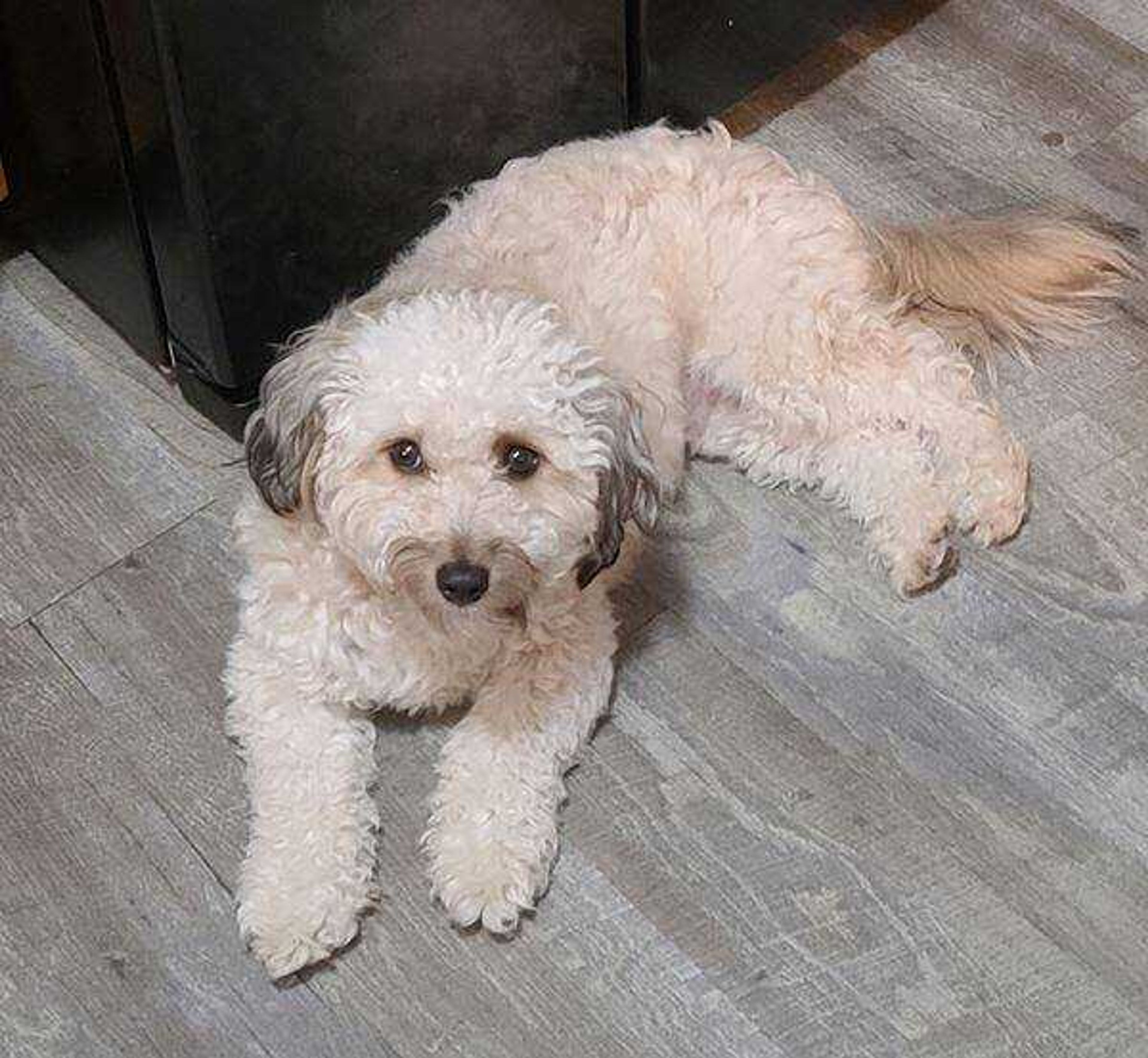 It's wasn't ME!! Promise!&nbsp; - Who can get mad at a face like that!?! Ranger is a mini Aussiedoodle. He is the sweetest but can get into so much trouble.