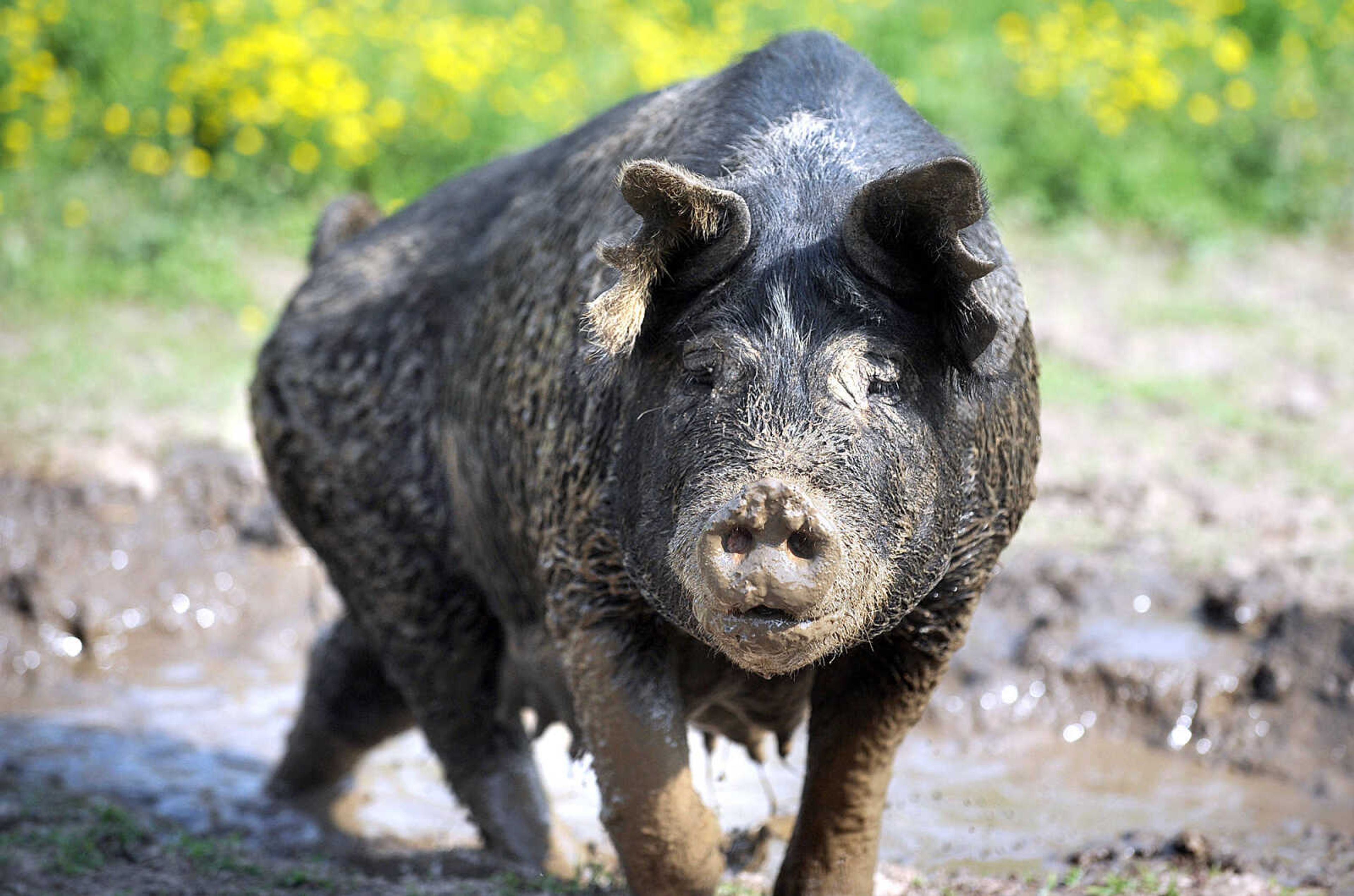 LAURA SIMON ~ lsimon@semissourian.com

A Berkshire sow cools off in a mud pit, Monday afternoon, May 19, 2014, at Brian Strickland and Luke Aufdenberg's Oak Ridge pig farm.