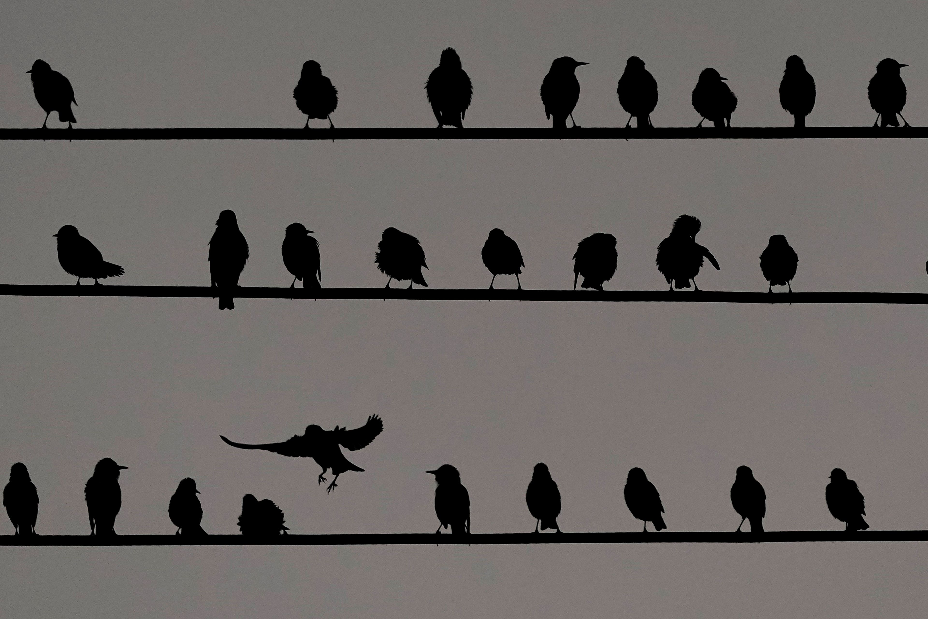 FILE - Starlings gather on power lines at dusk on Thursday, Oct. 20, 2022, in Overland Park, Kan. (AP Photo/Charlie Riedel)