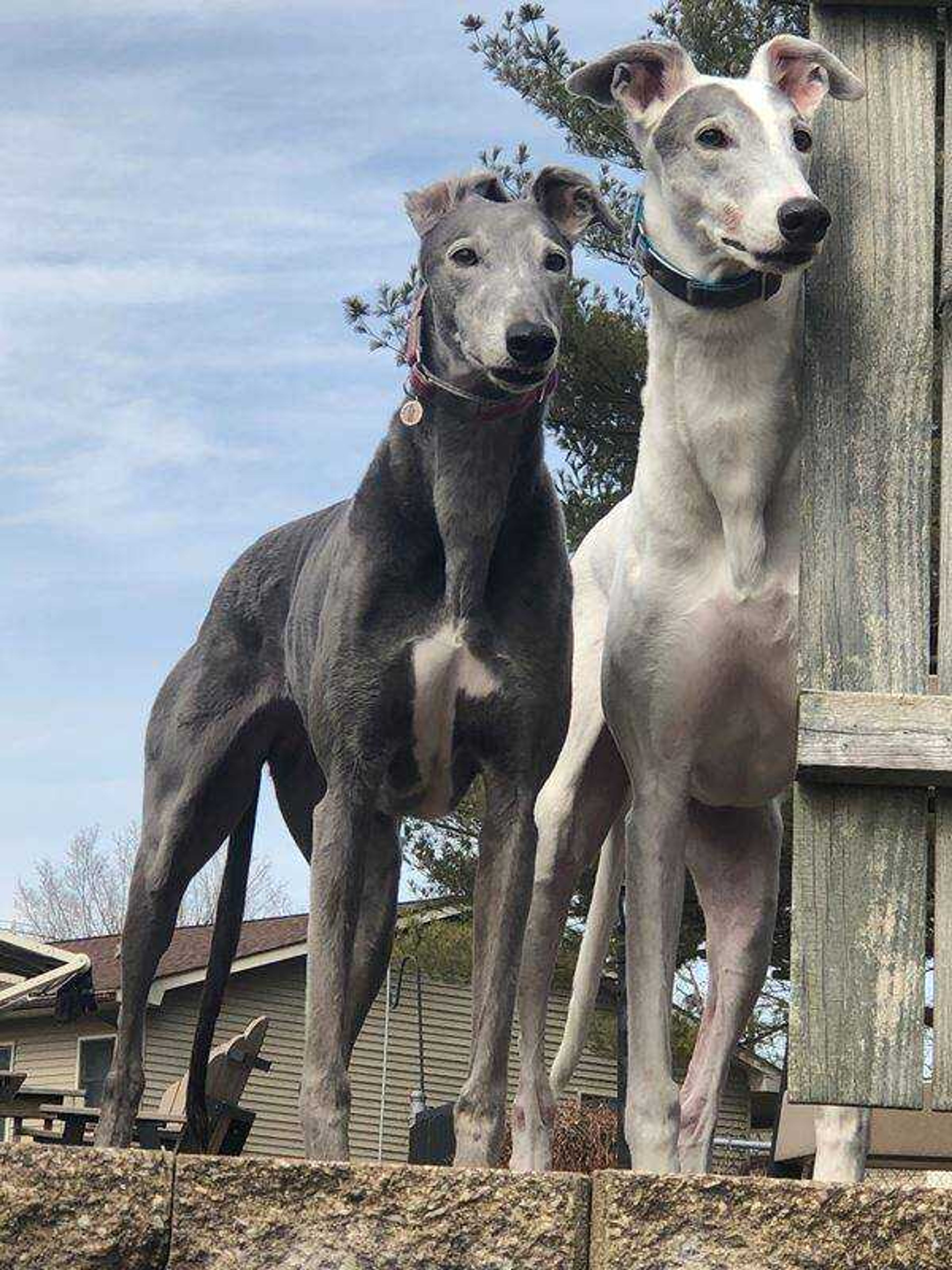 Maya and Maverick&nbsp; -&nbsp; These retired racing Greyhound littermates are always on squirrel watch!